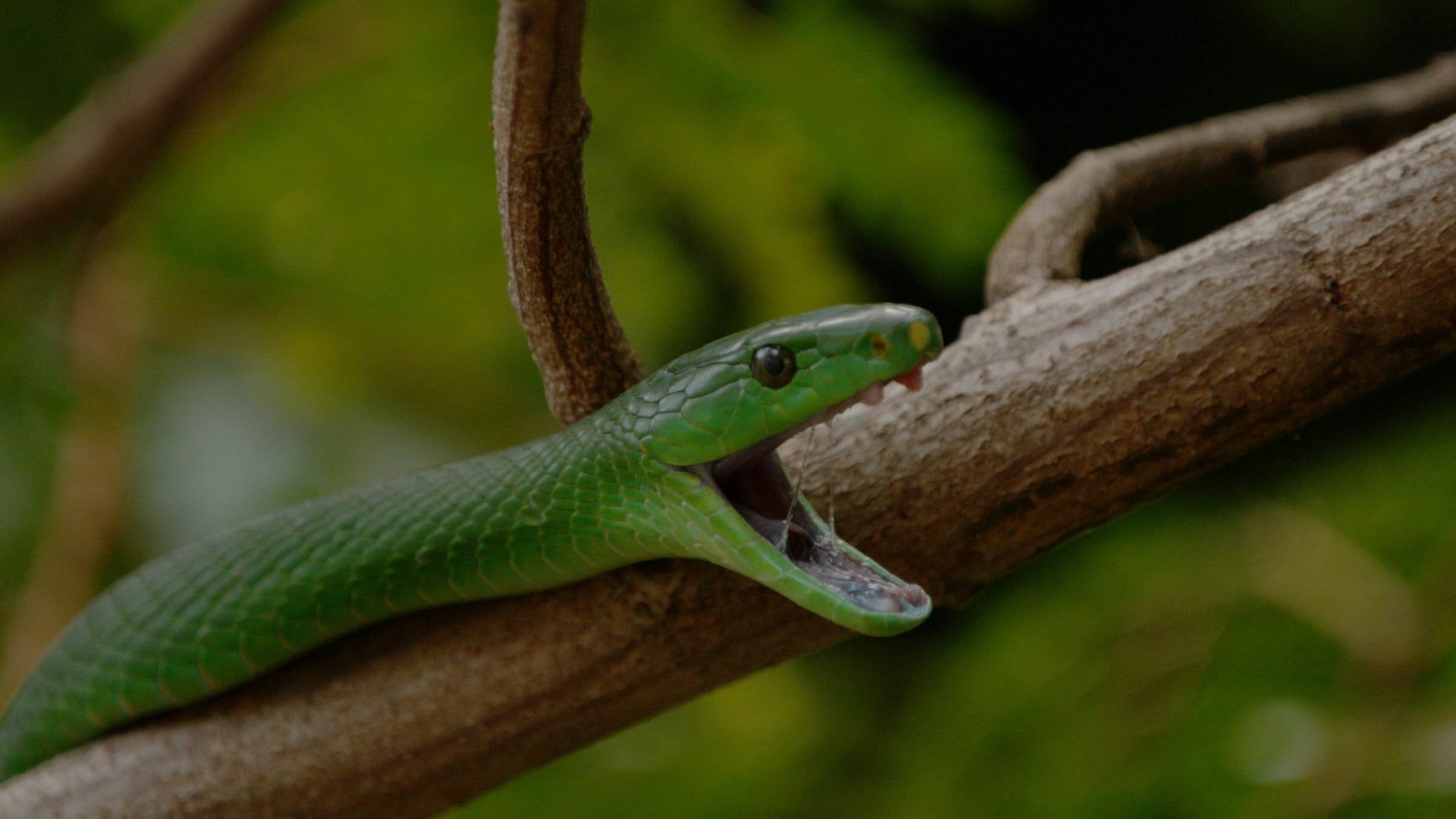 Snake City: Snakes in the City Beyond the Venom