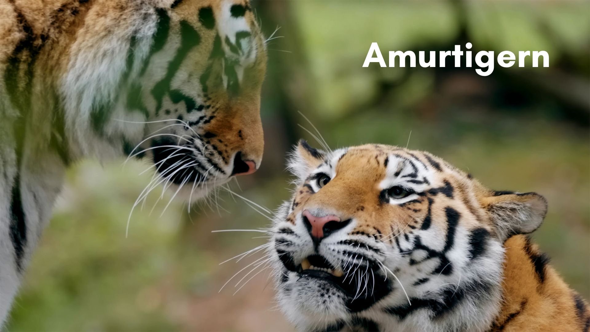 Amurtigern