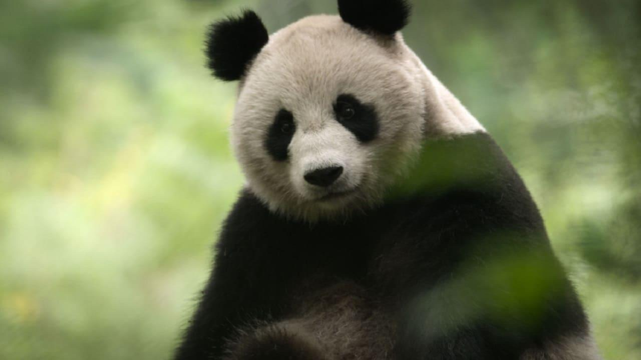Den vida naturen: Det fascinerande Kina