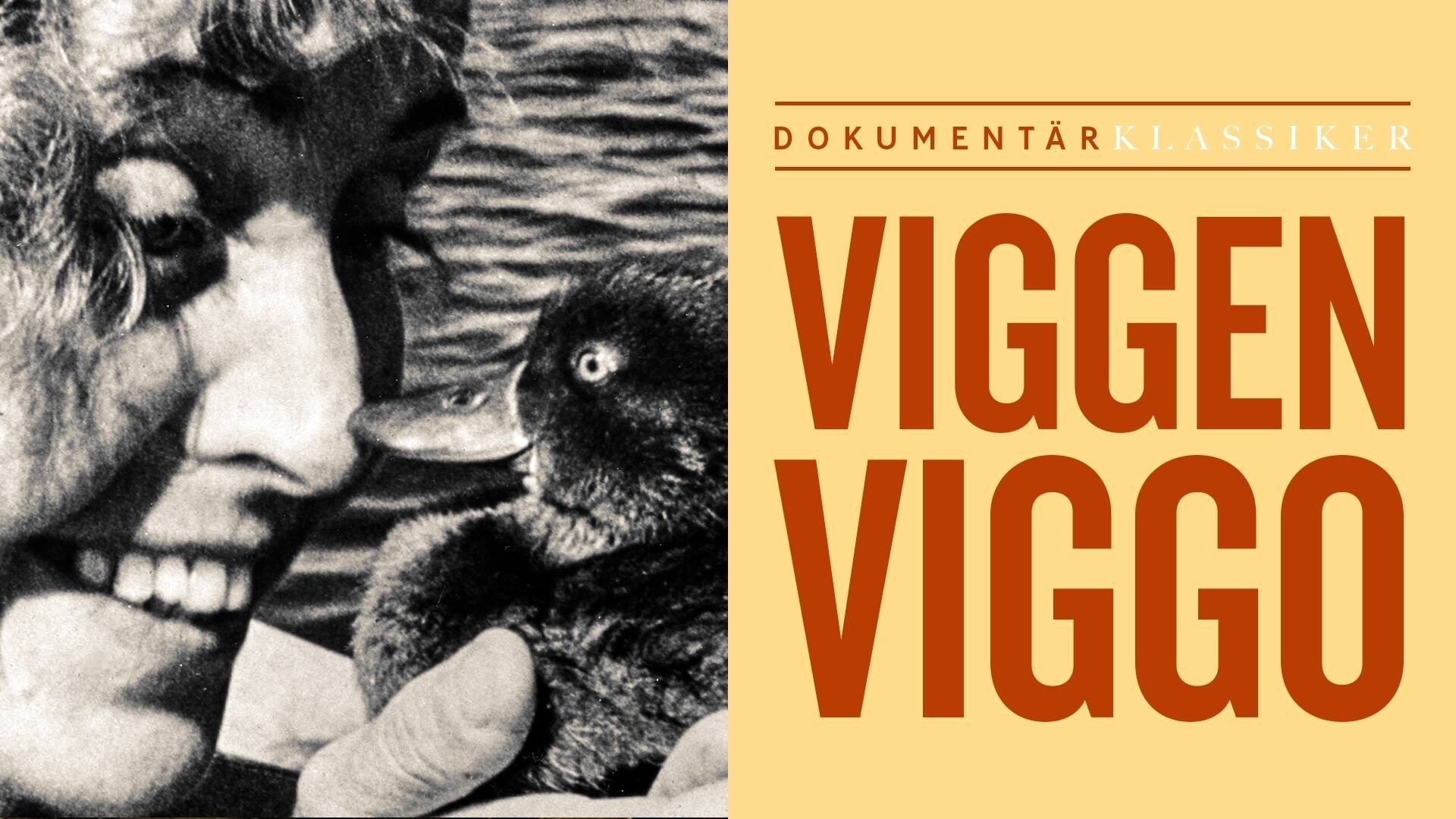 Viggen Viggo
