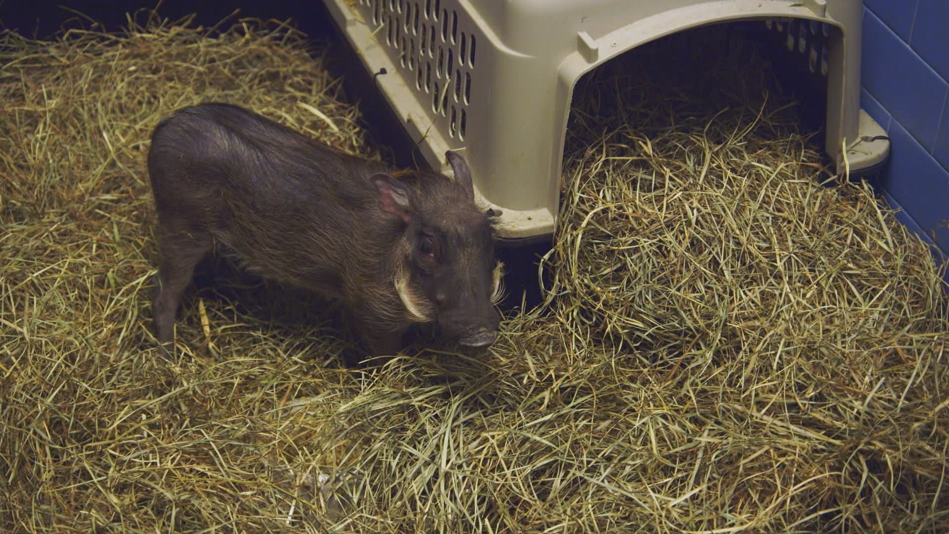 7. A Warthog Named Peaches