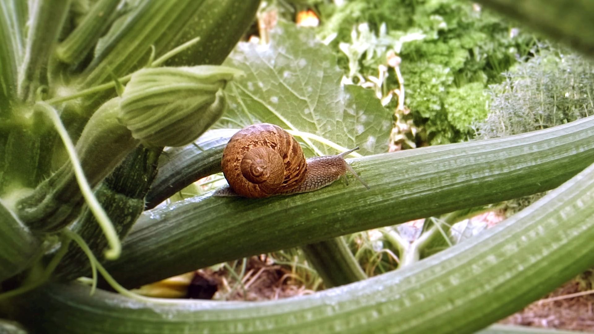 Din trädgårds vilda liv