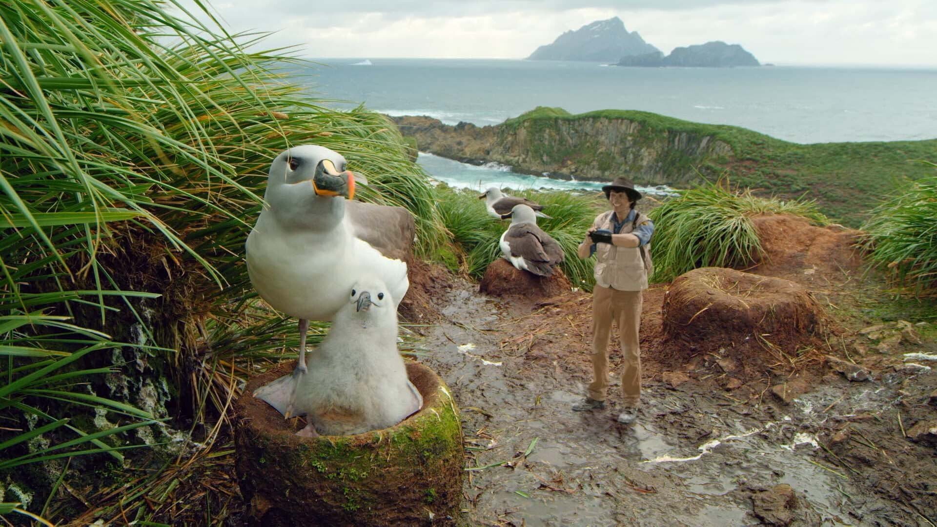15. Andy och den gråhuvade albatrossen