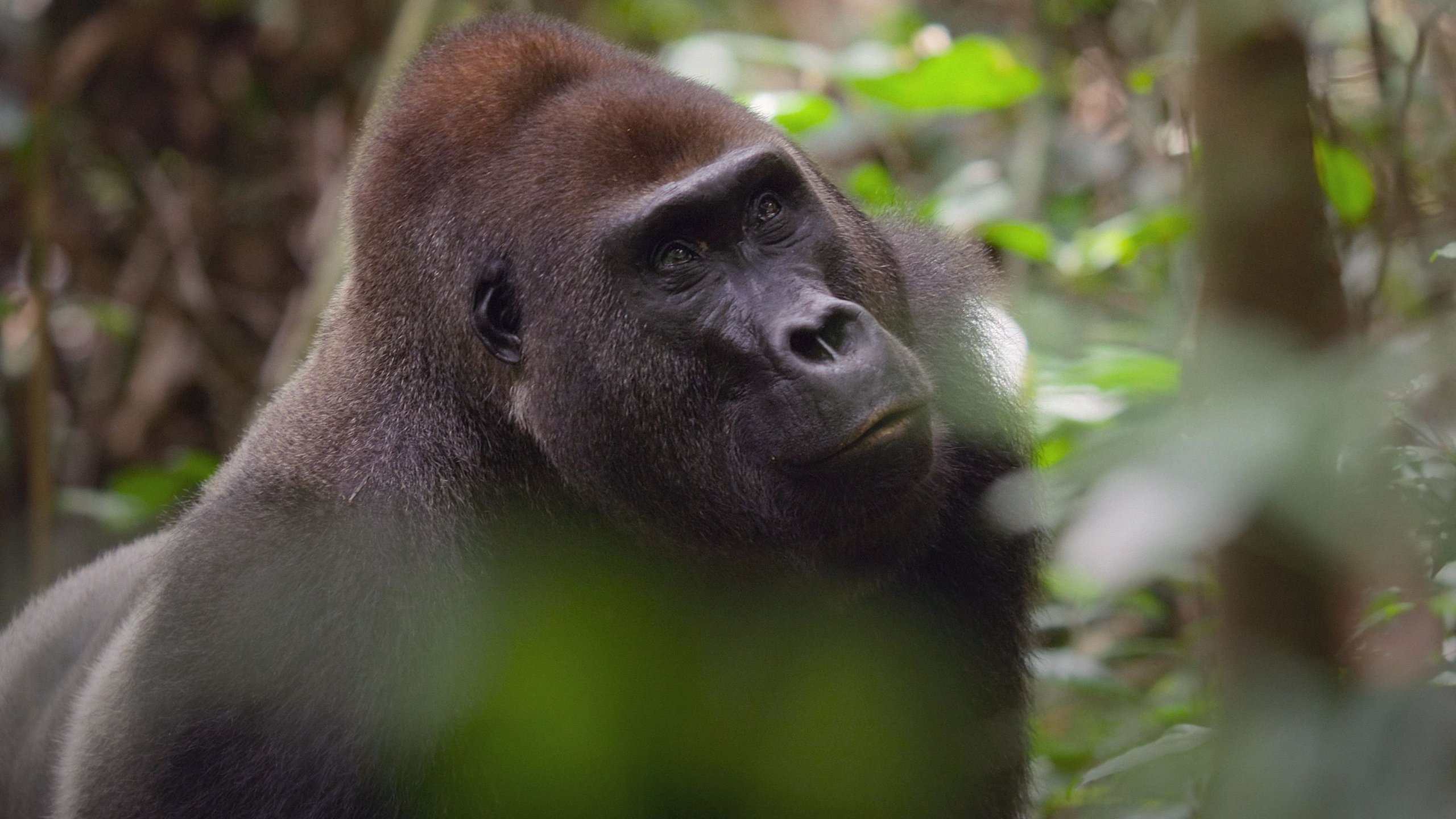 2. Jungle