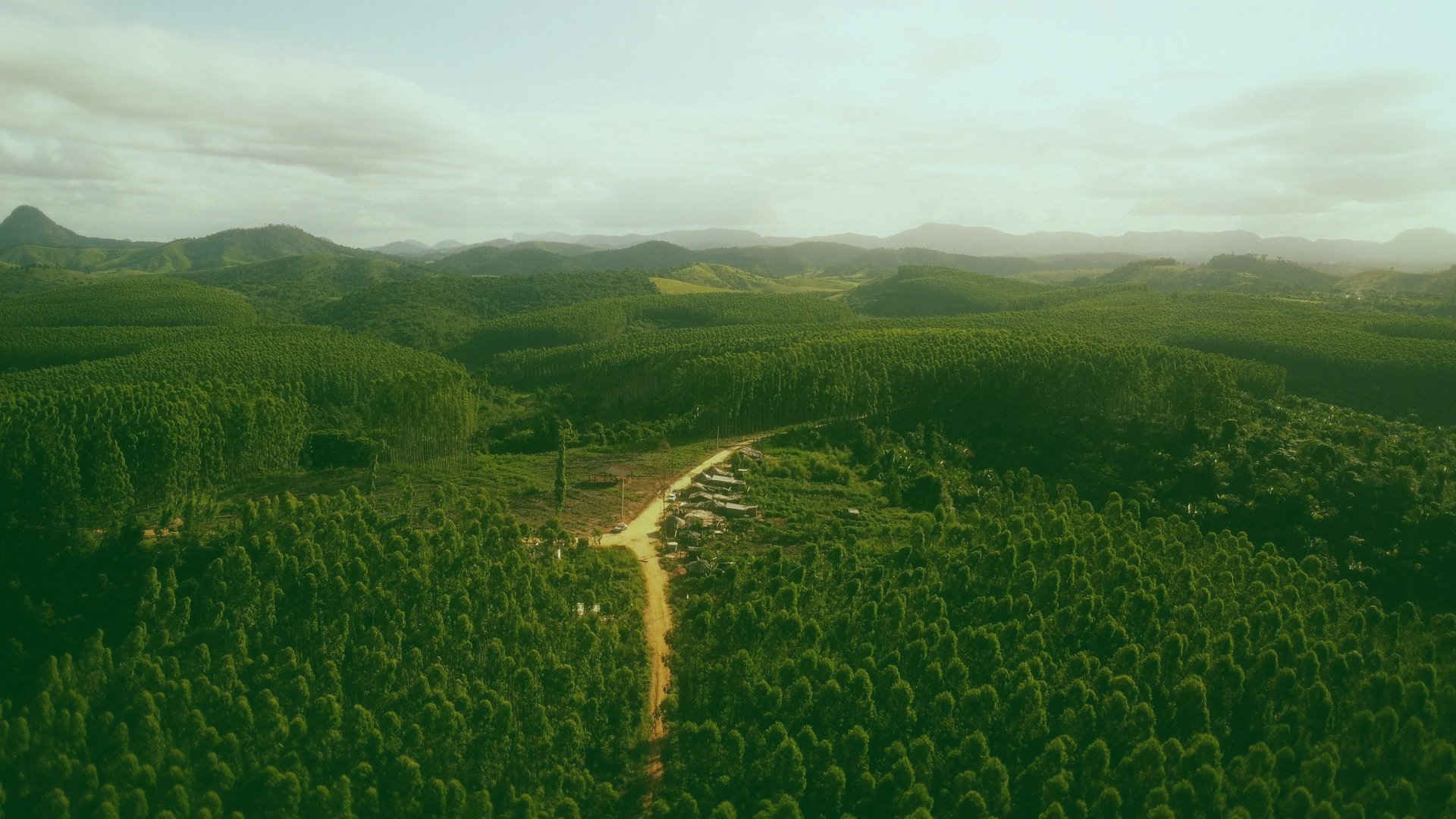 Dokument utifrån: Trädplantering - lösning eller problem?