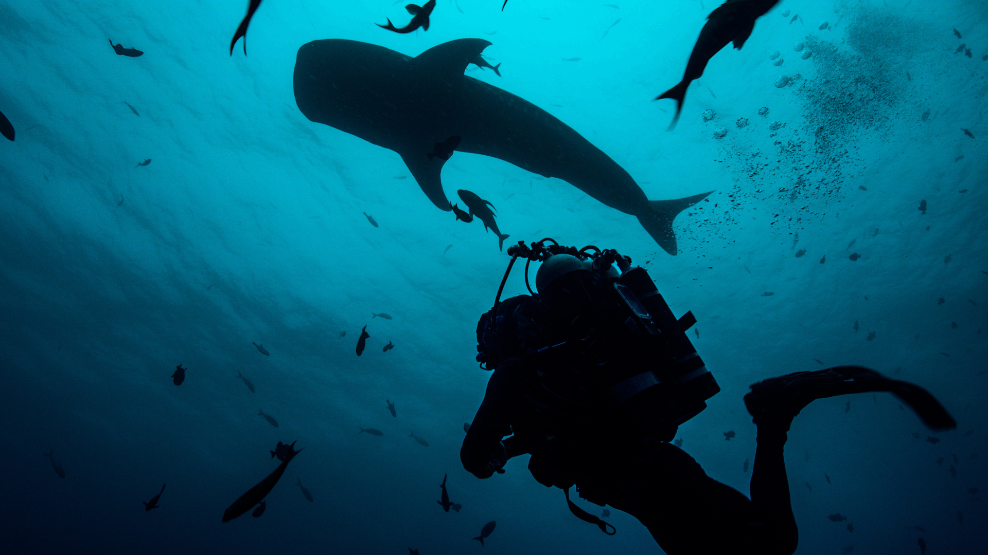 Shark with Steve Backshall