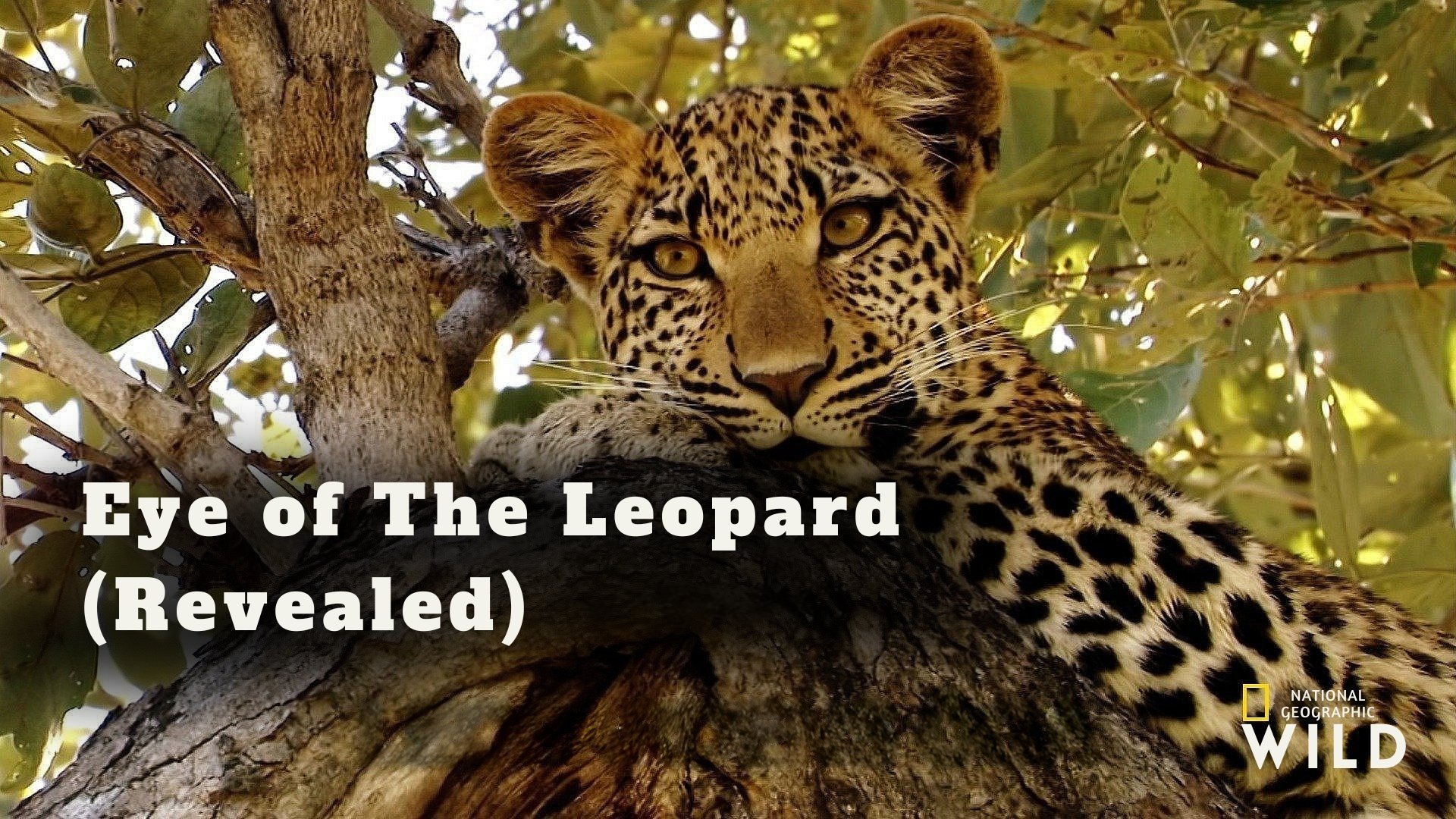 I leopardens öga (avslöjat)