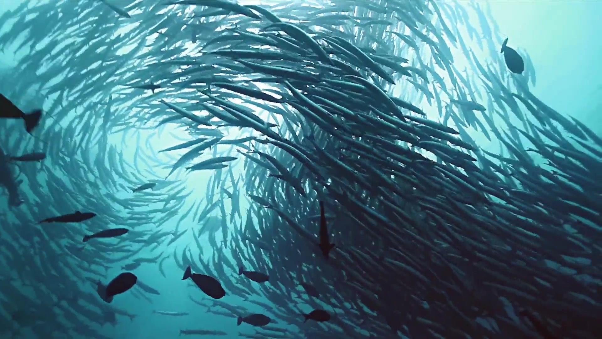 Ocean Resurrection
