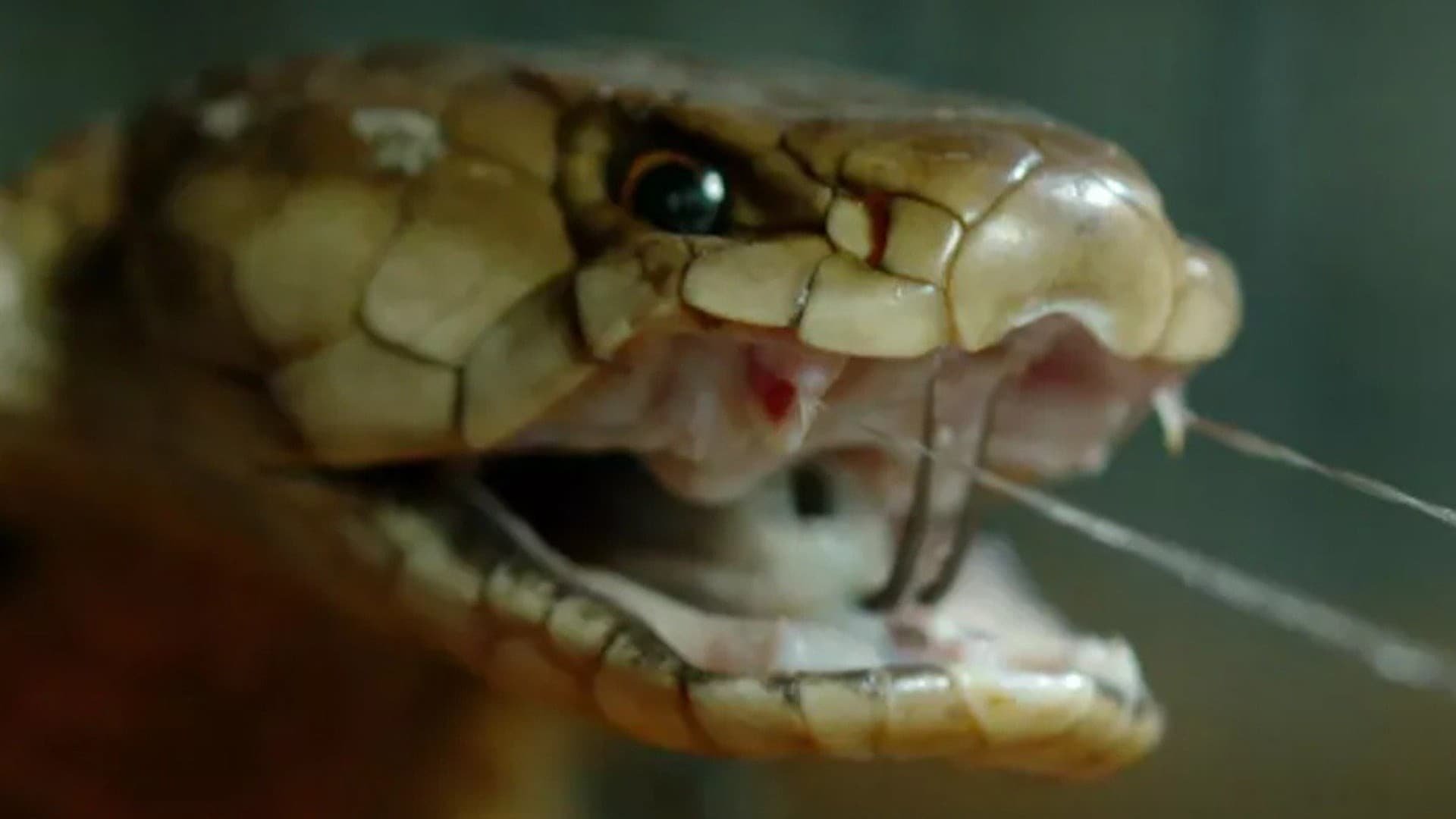 1. Legends of Venom: Cobra