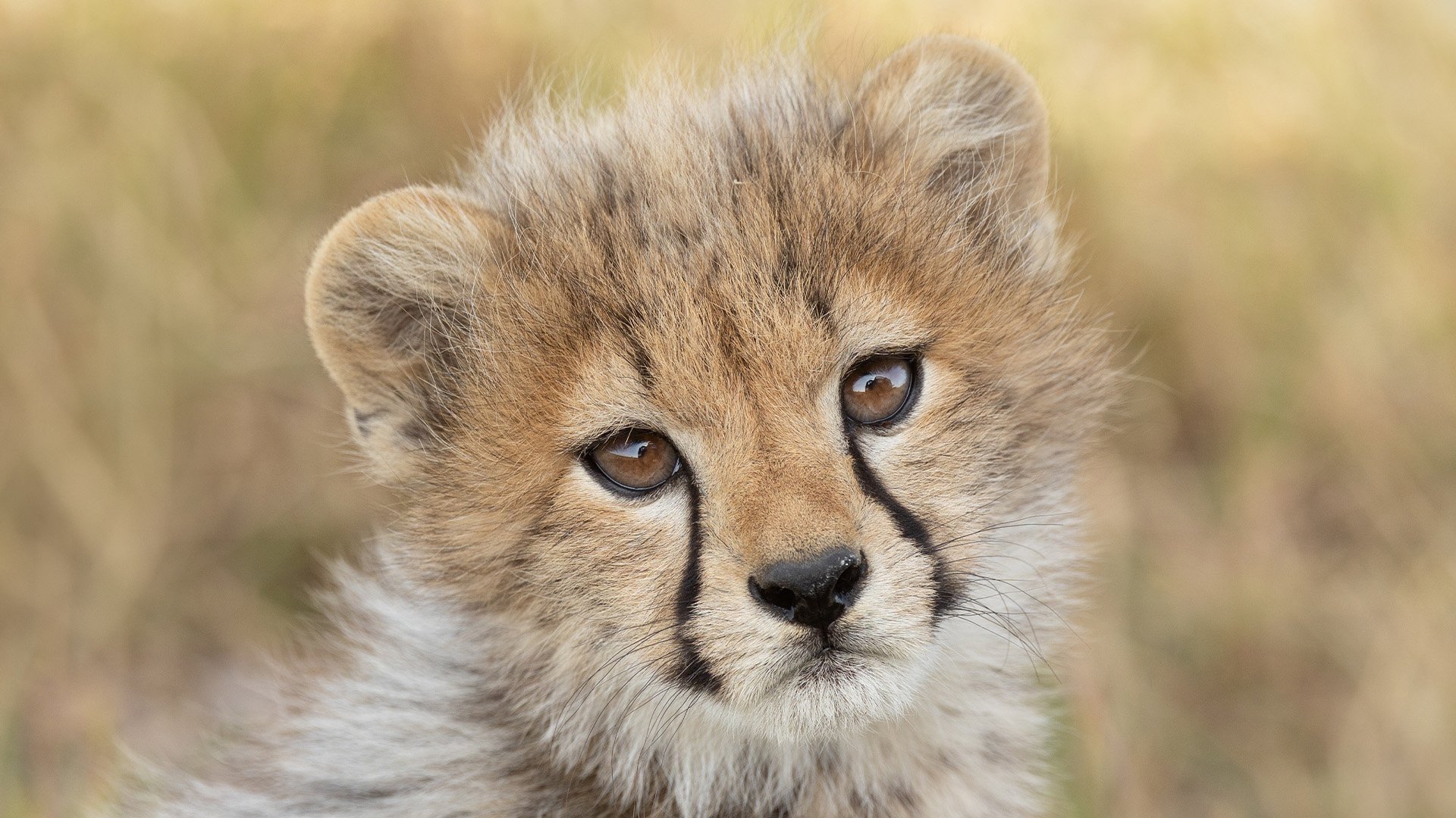 2. Gepard