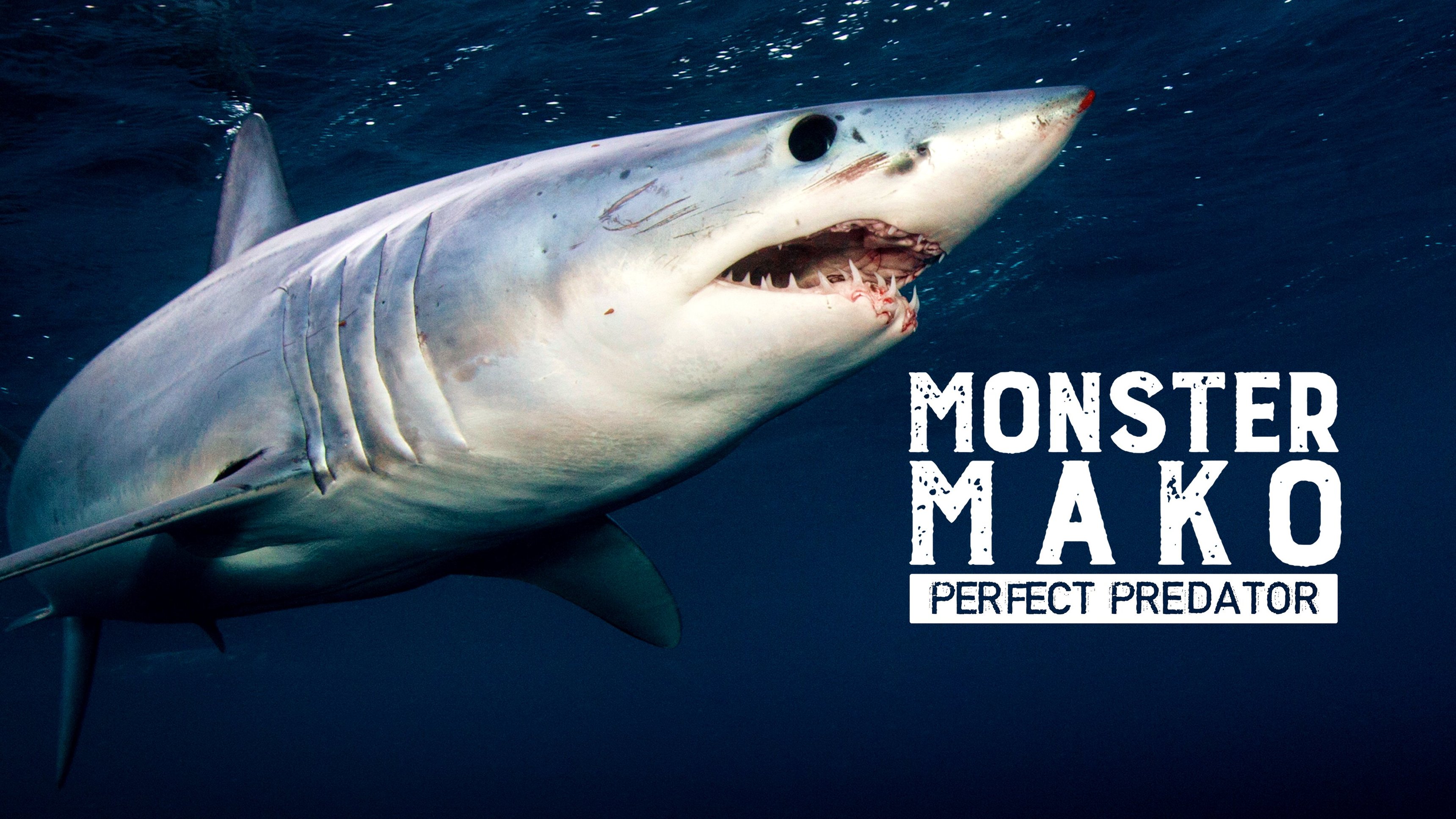 1. Monster Mako 3