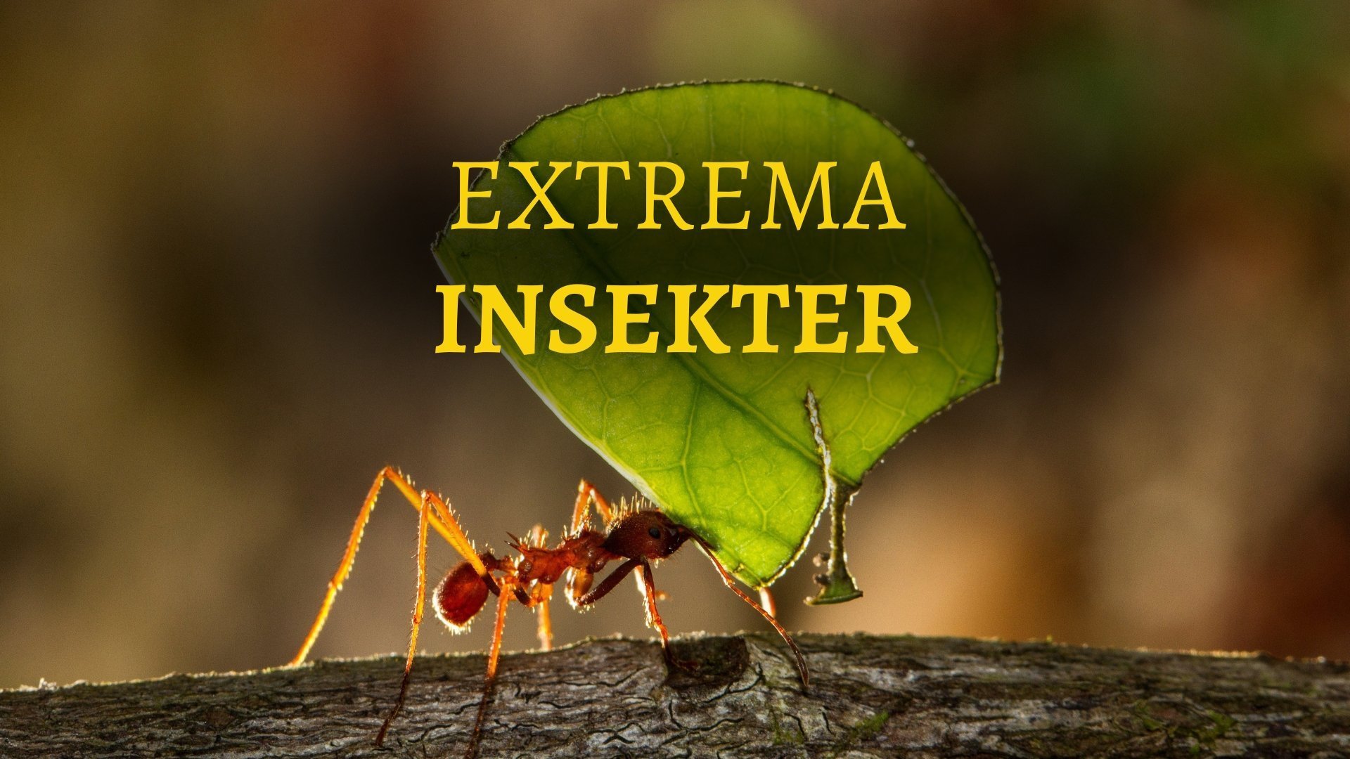 Extrema insekter