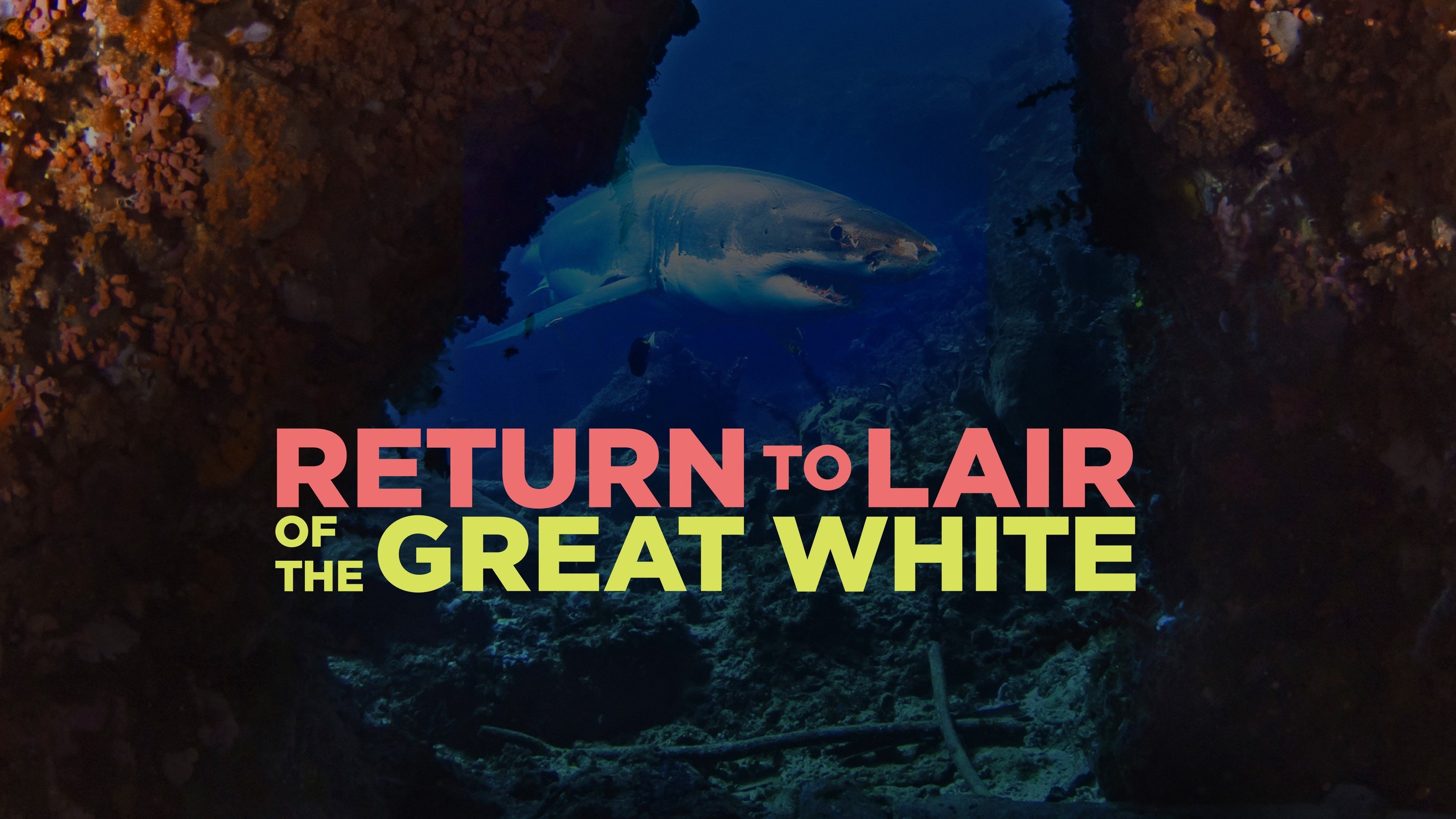 Return To Lair Of The Great White