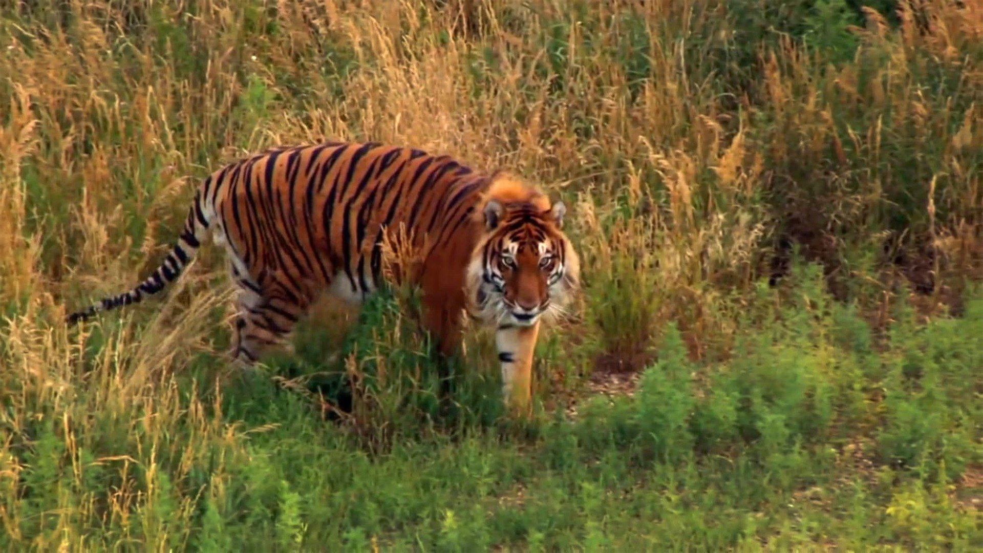 6. A Tiger's Tale