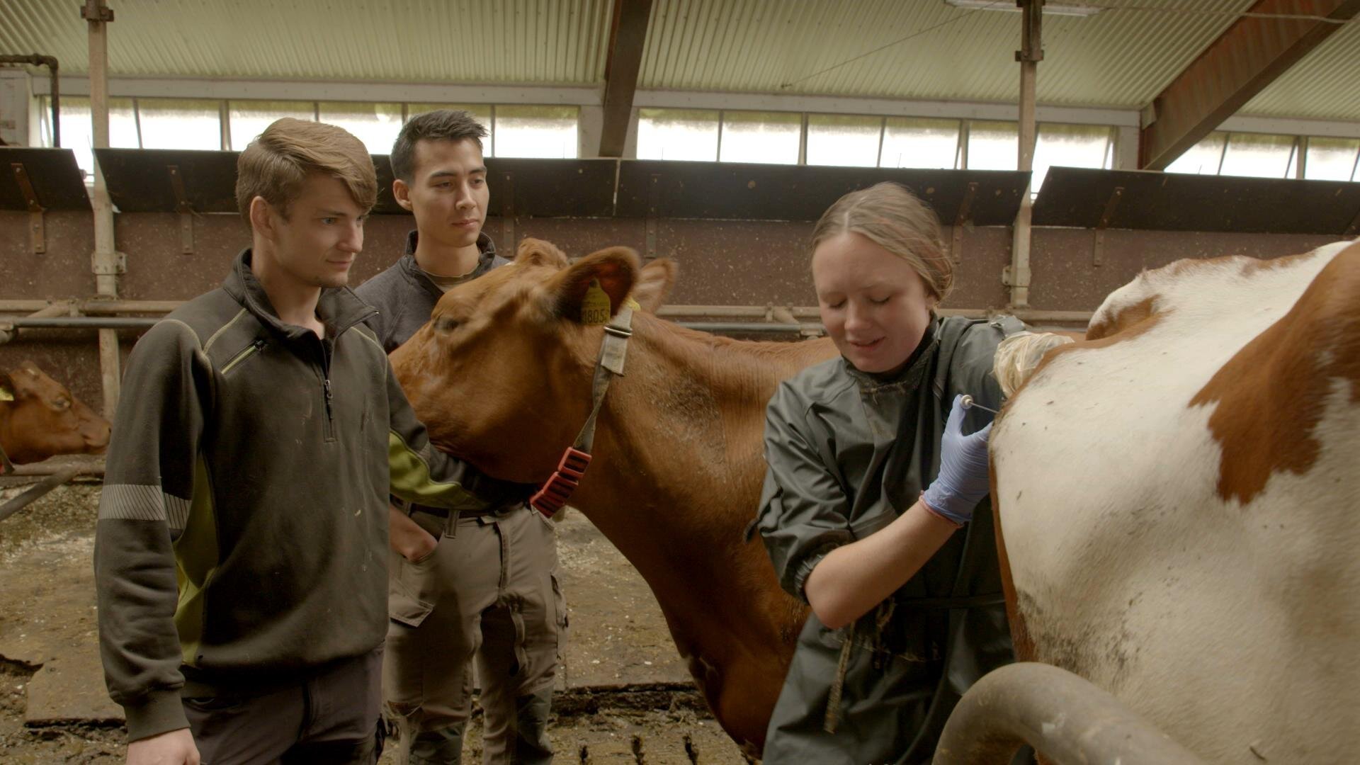 12. Bonde söker fru S19 E012
