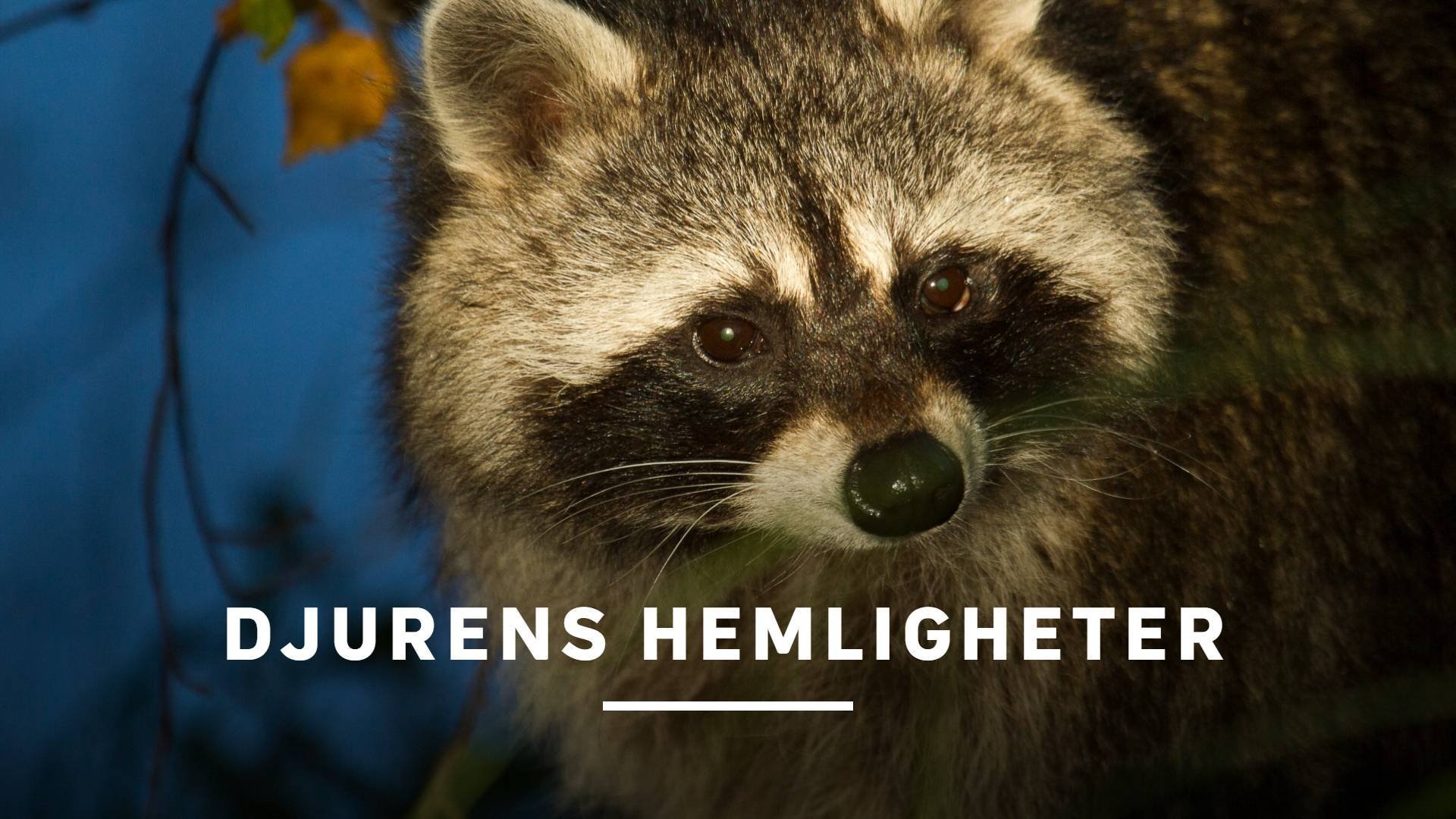 Djurens hemligheter