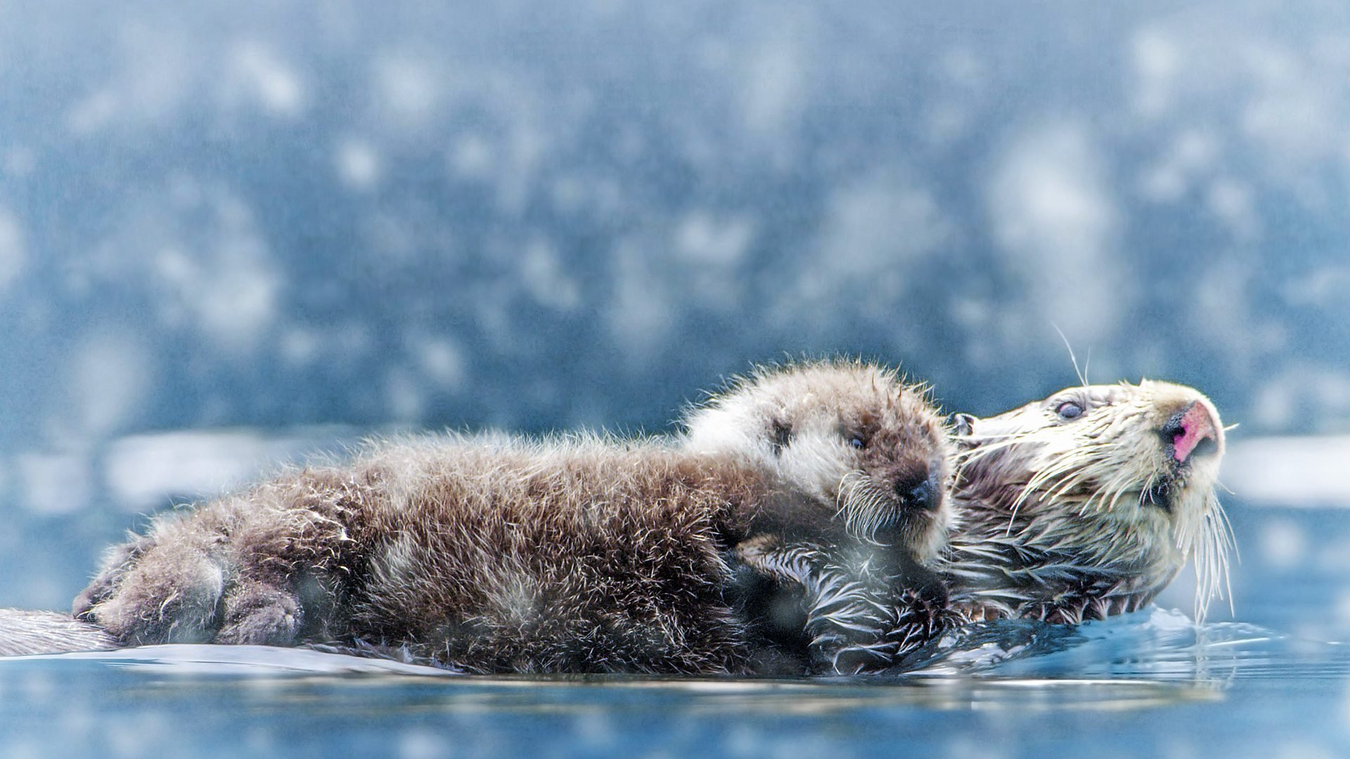Den vida naturen: Snölekar i dold kamera