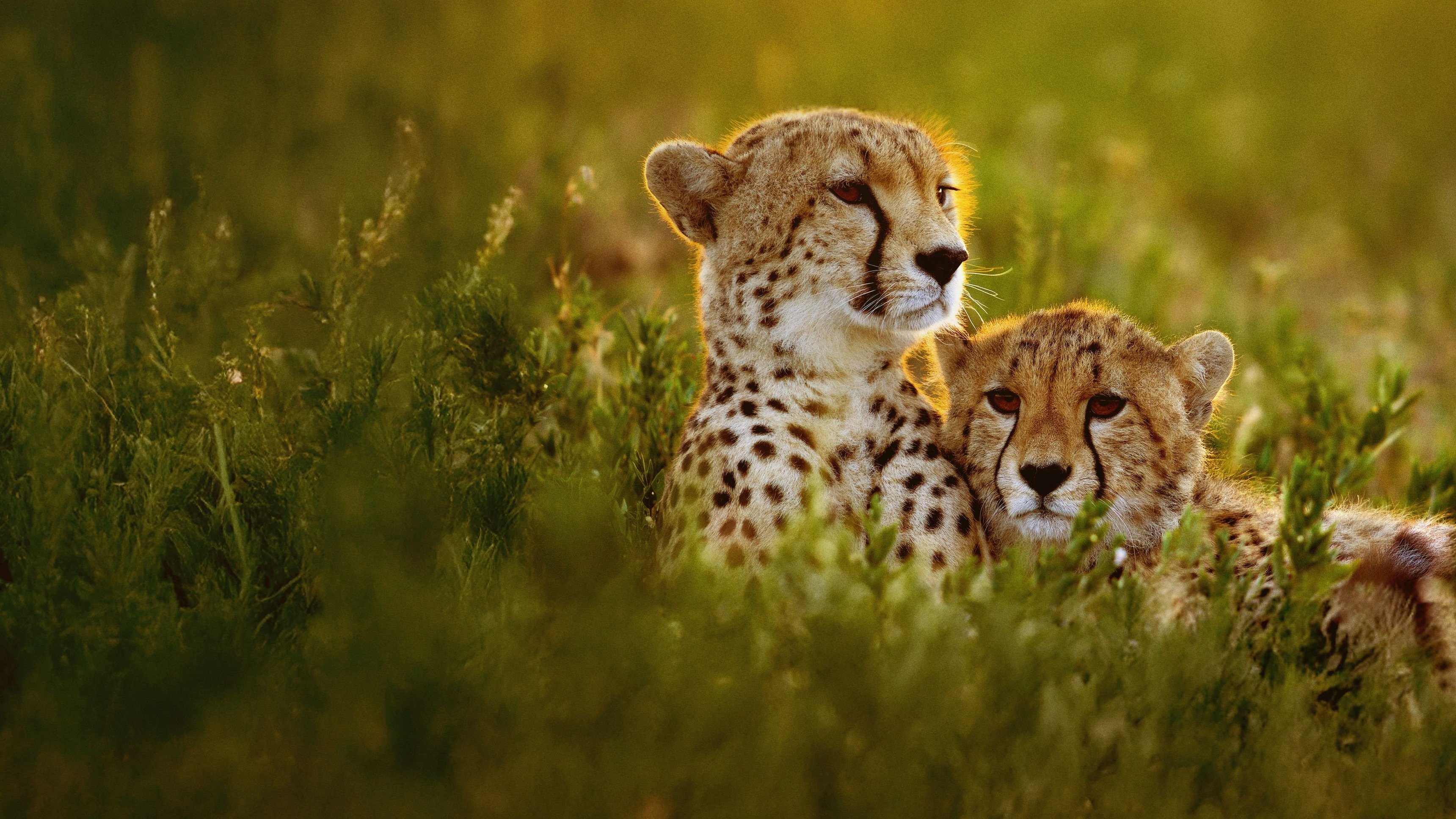 Cheetahs Up Close with Bertie Gregory