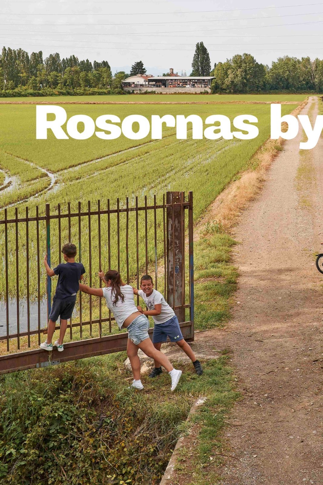 Rosornas by