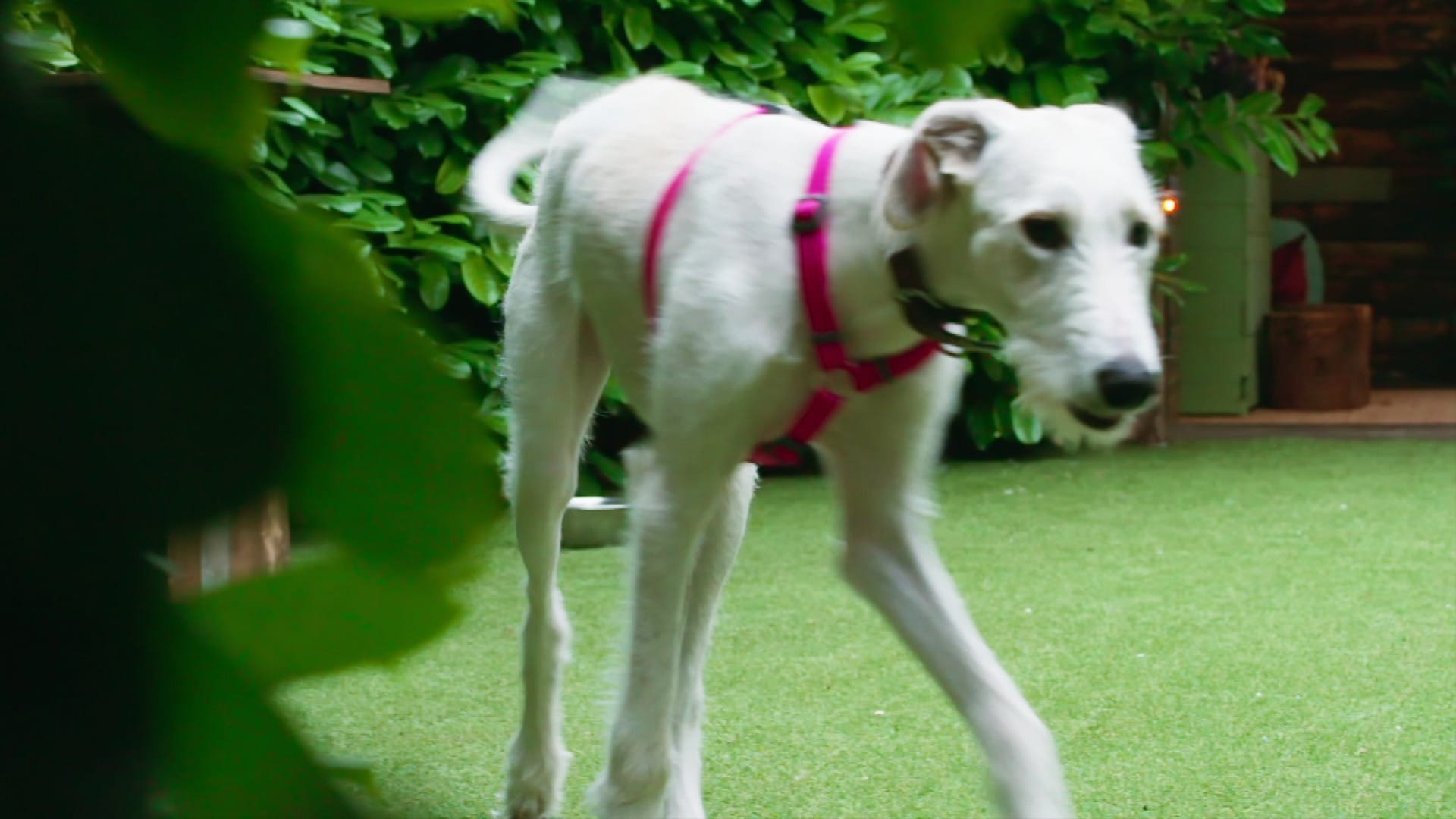 8. The Dog House S04 E008