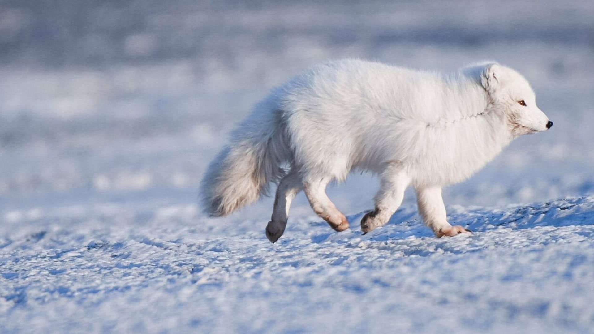 10. Arktiska farväl