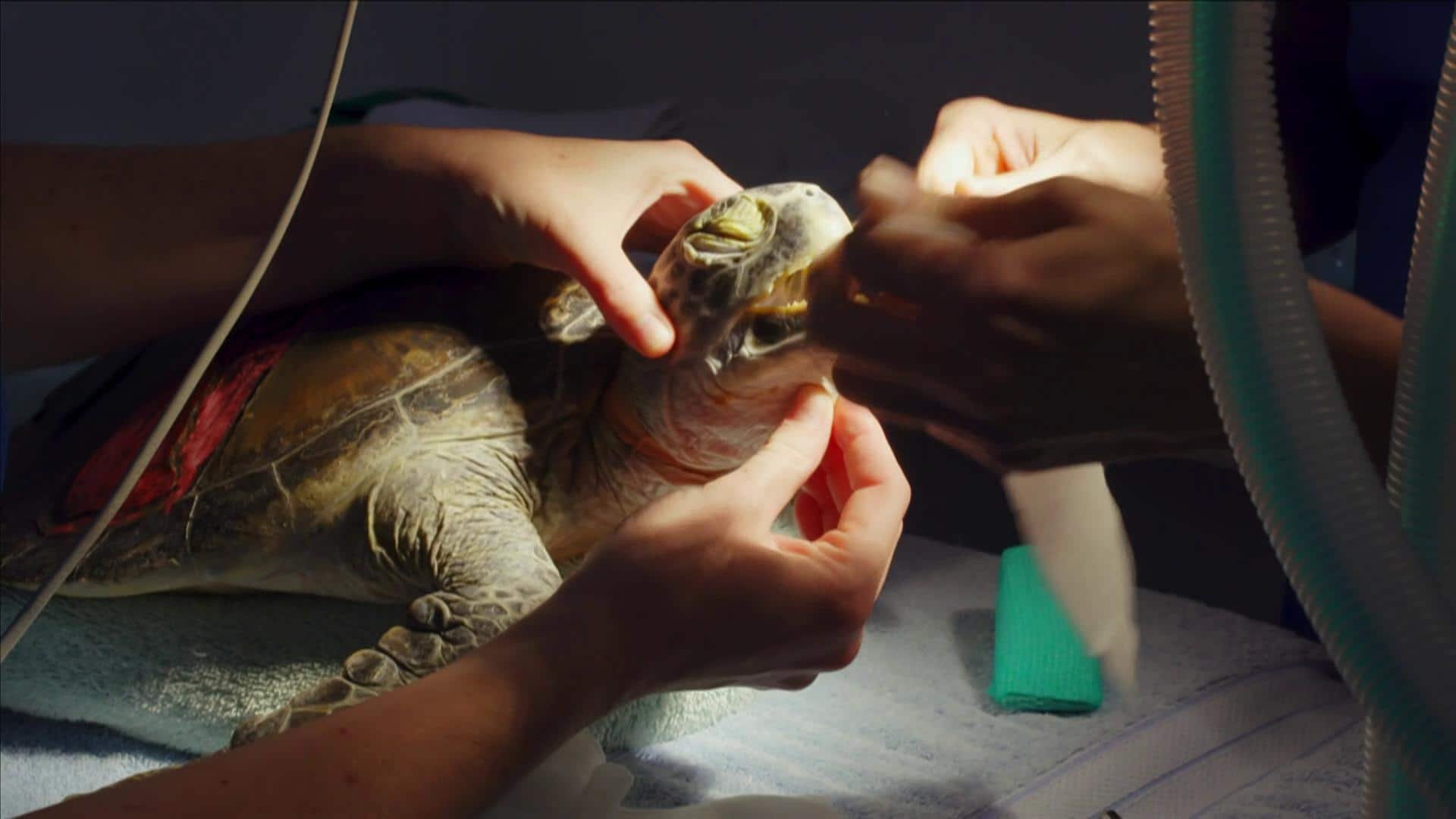 10. Ninja den gröna havssköldpaddan