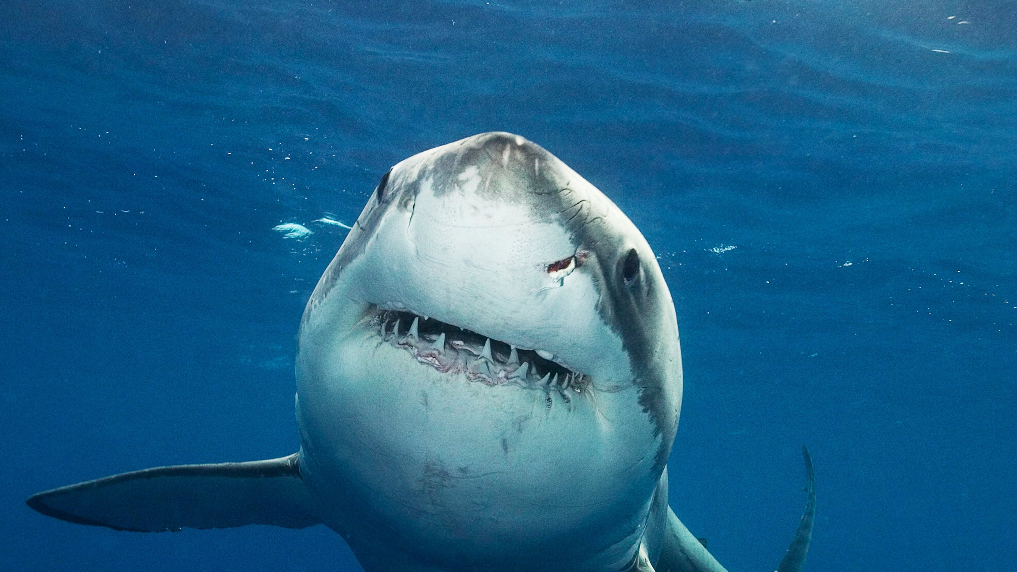 Sharkcam Strikes Back
