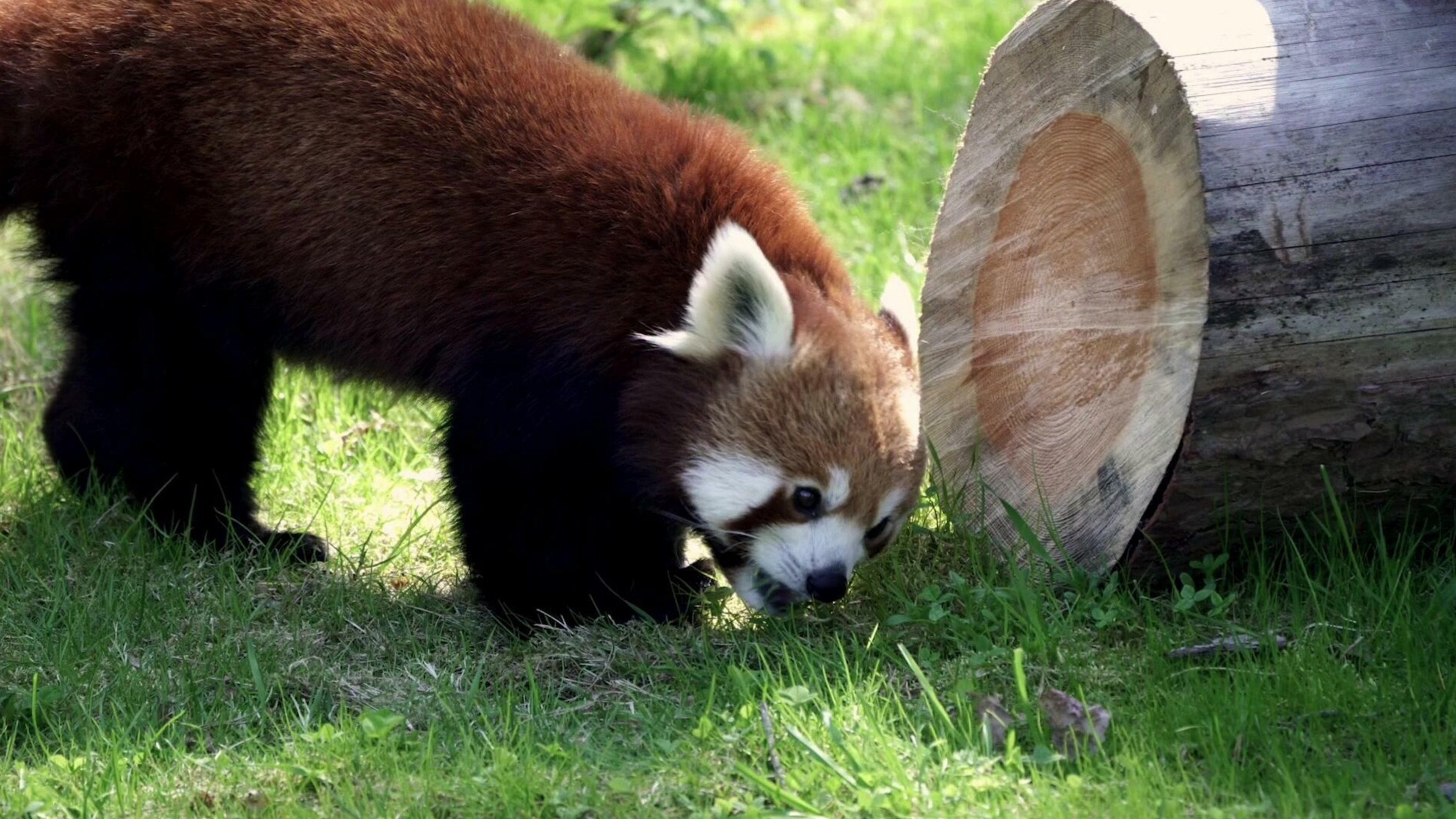 61. Röd panda