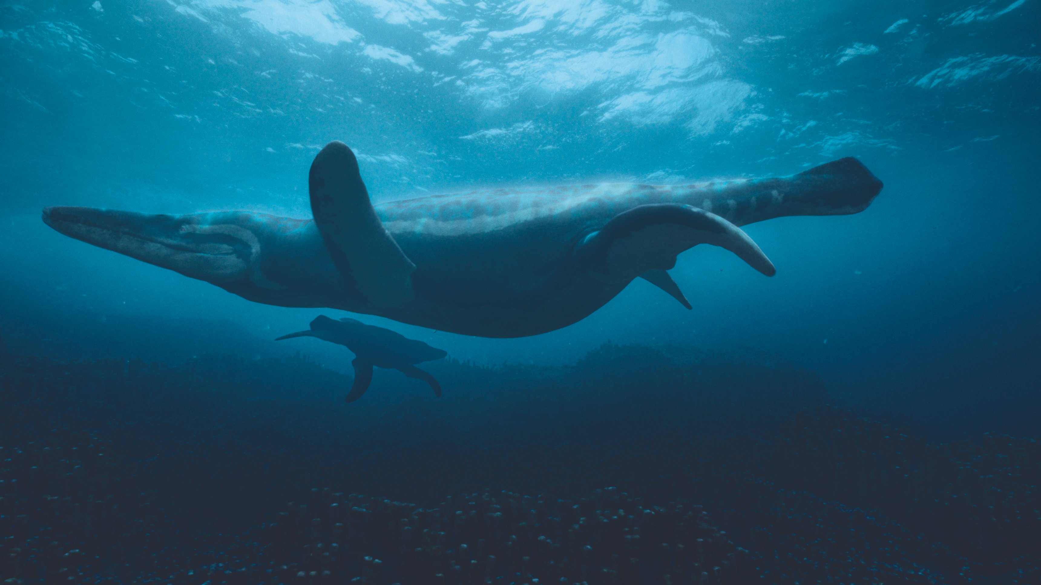 4. When the Seas Died