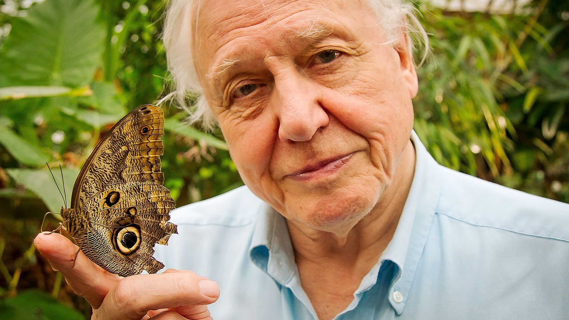 David Attenborough's Natural Curiosities