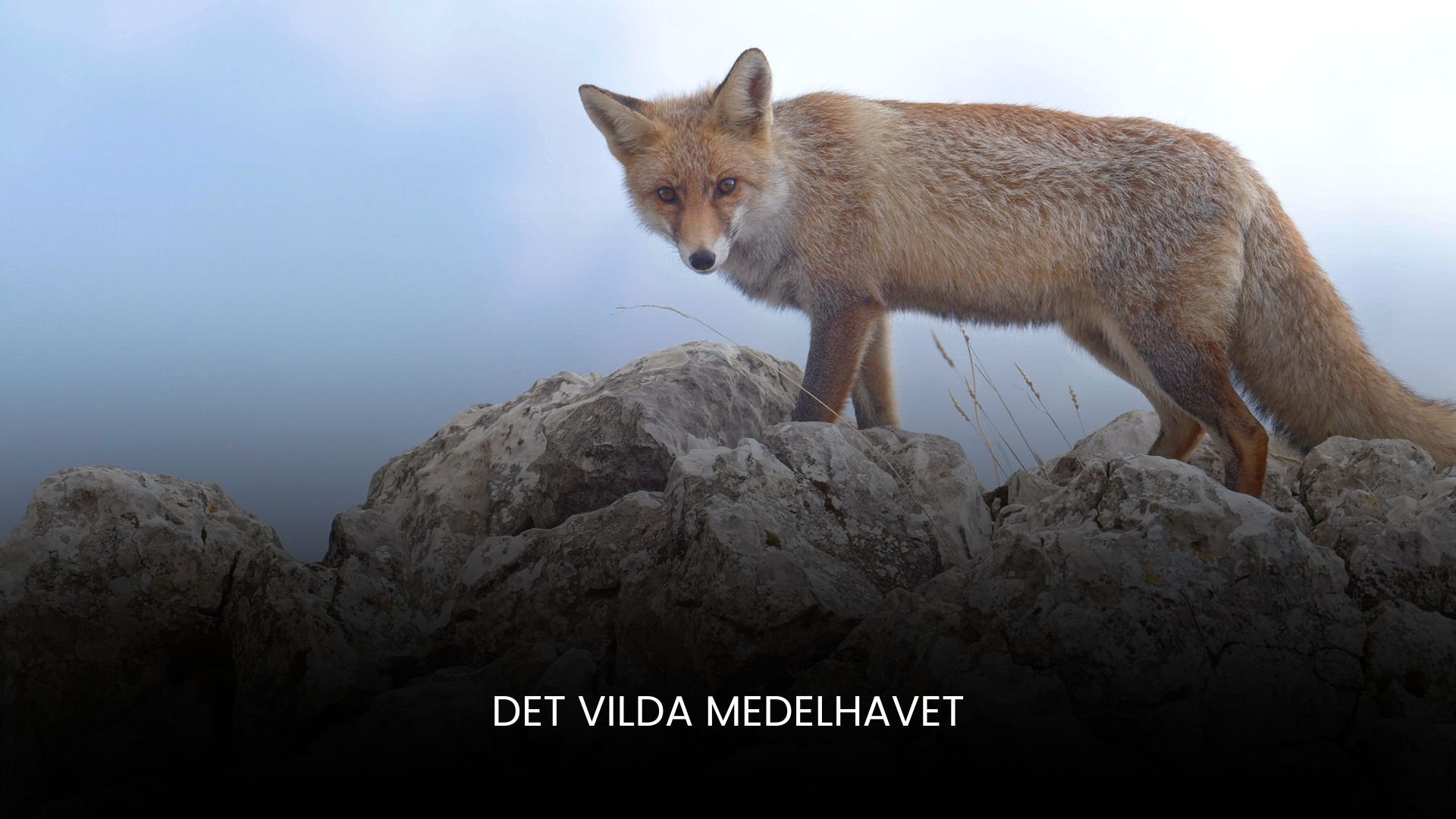 Det vilda Medelhavet