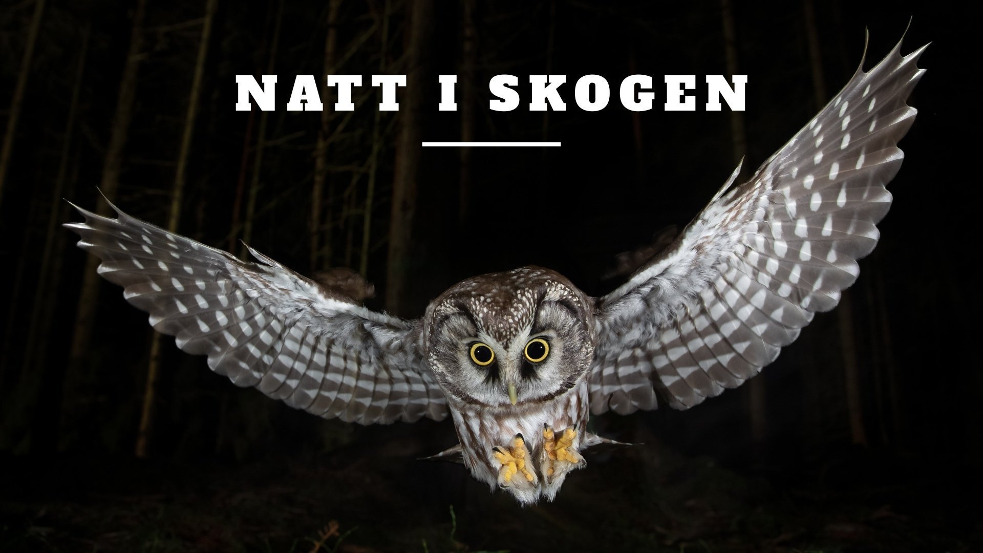 Natt i skogen