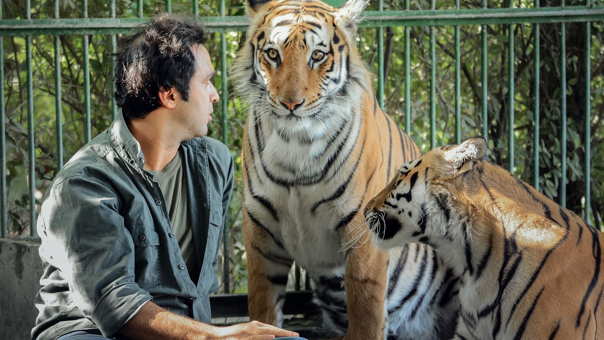 Tigern Maya och friheten