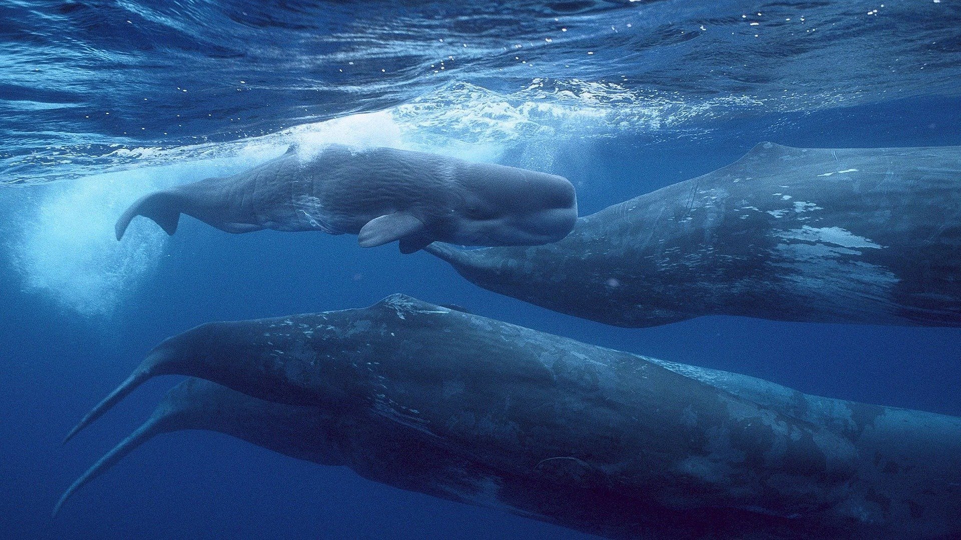 Whales