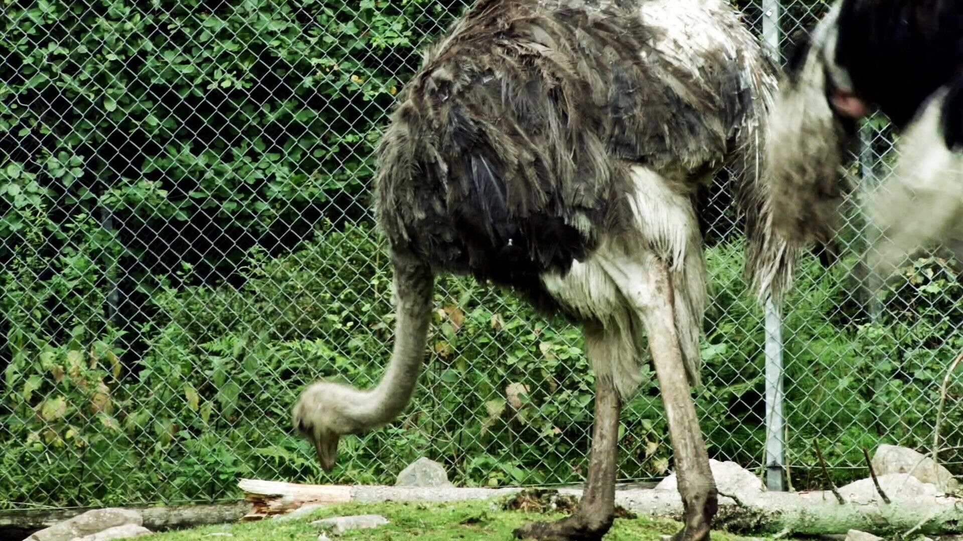 20. Strutsar äter