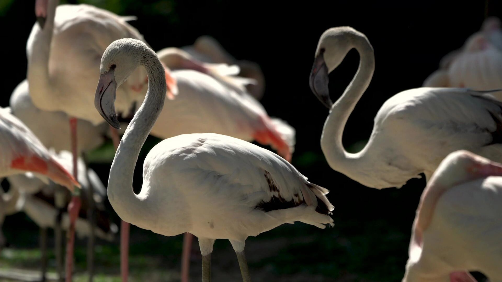 75. Flamingos