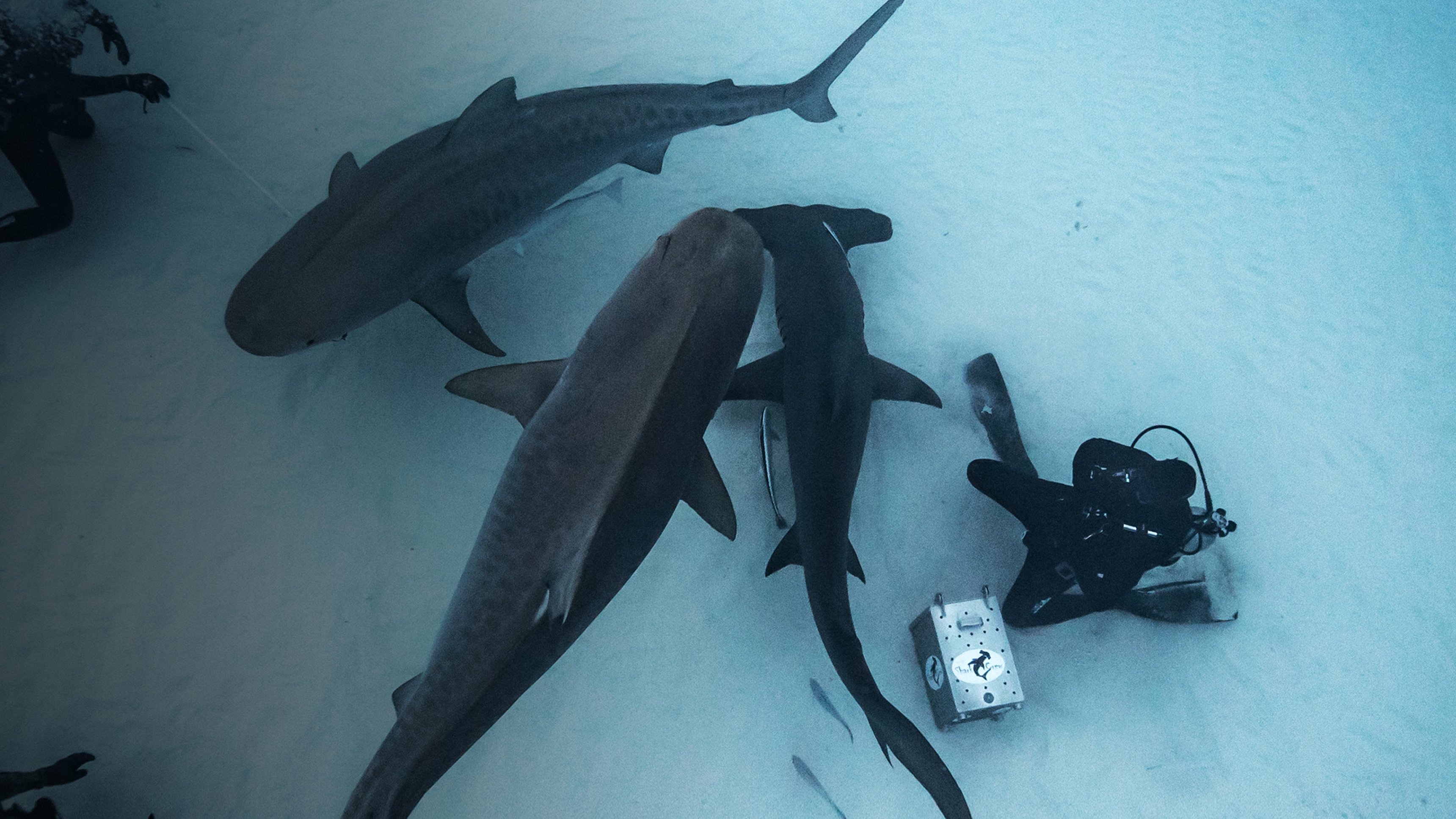 Isle Of Jaws: Blood Brothers