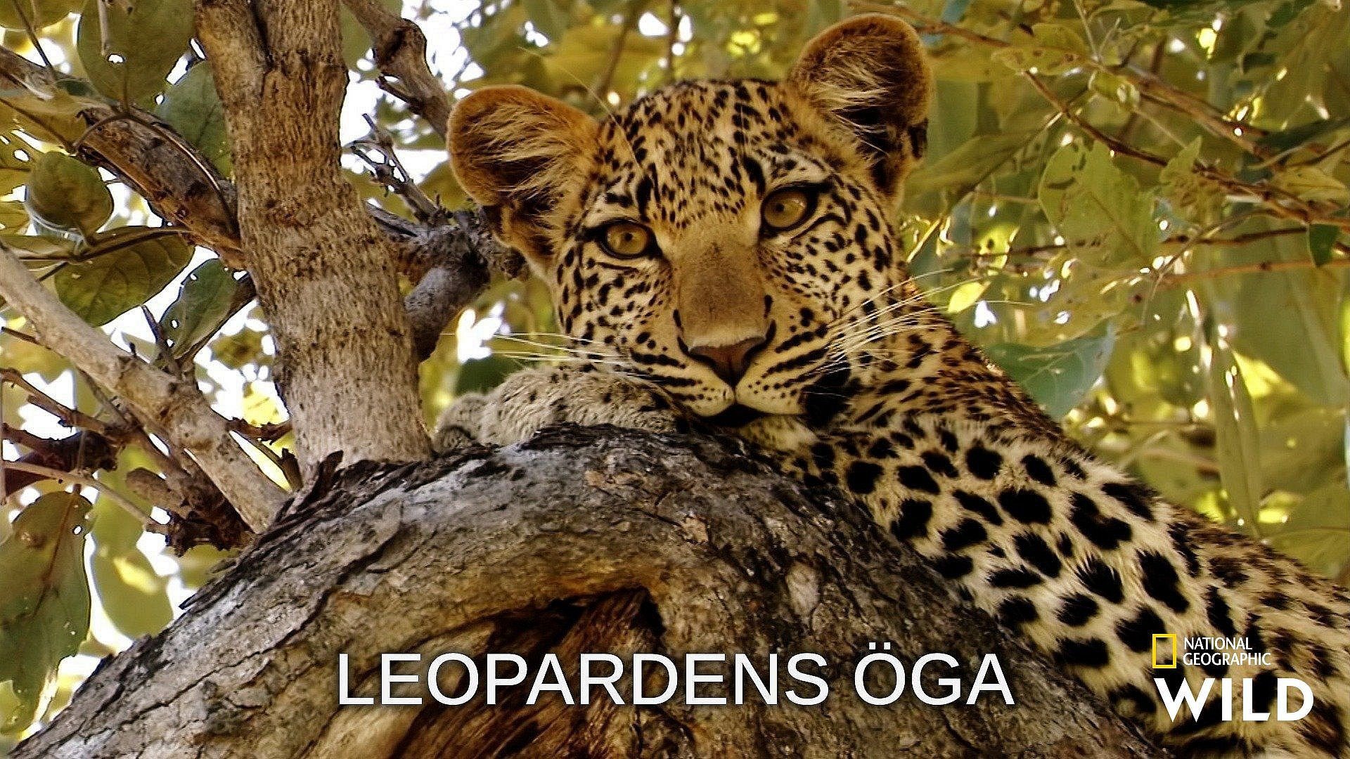 I leopardens öga (avslöjat)