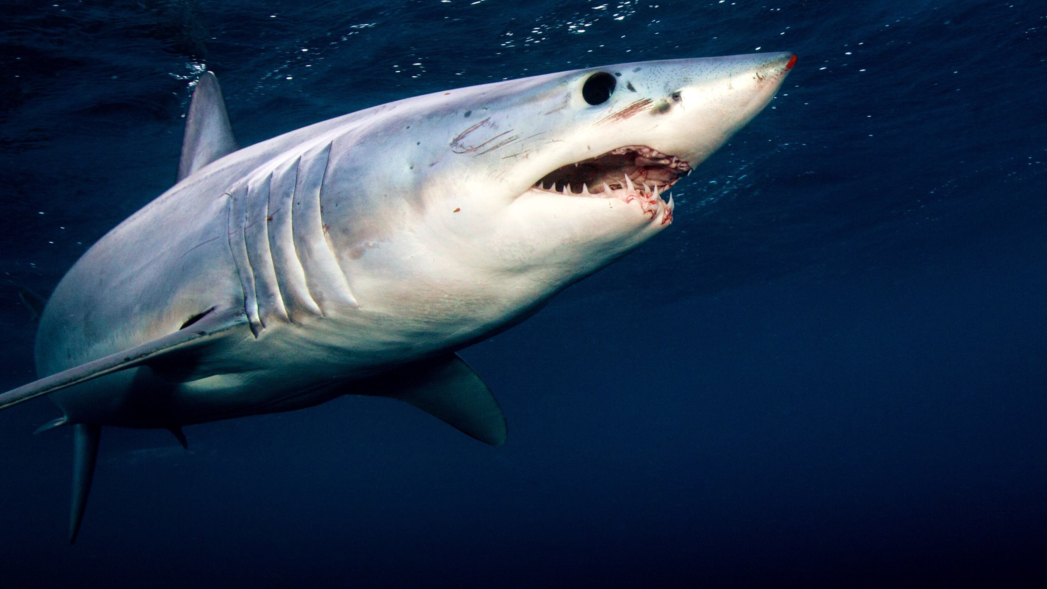 4. Perfect Predator