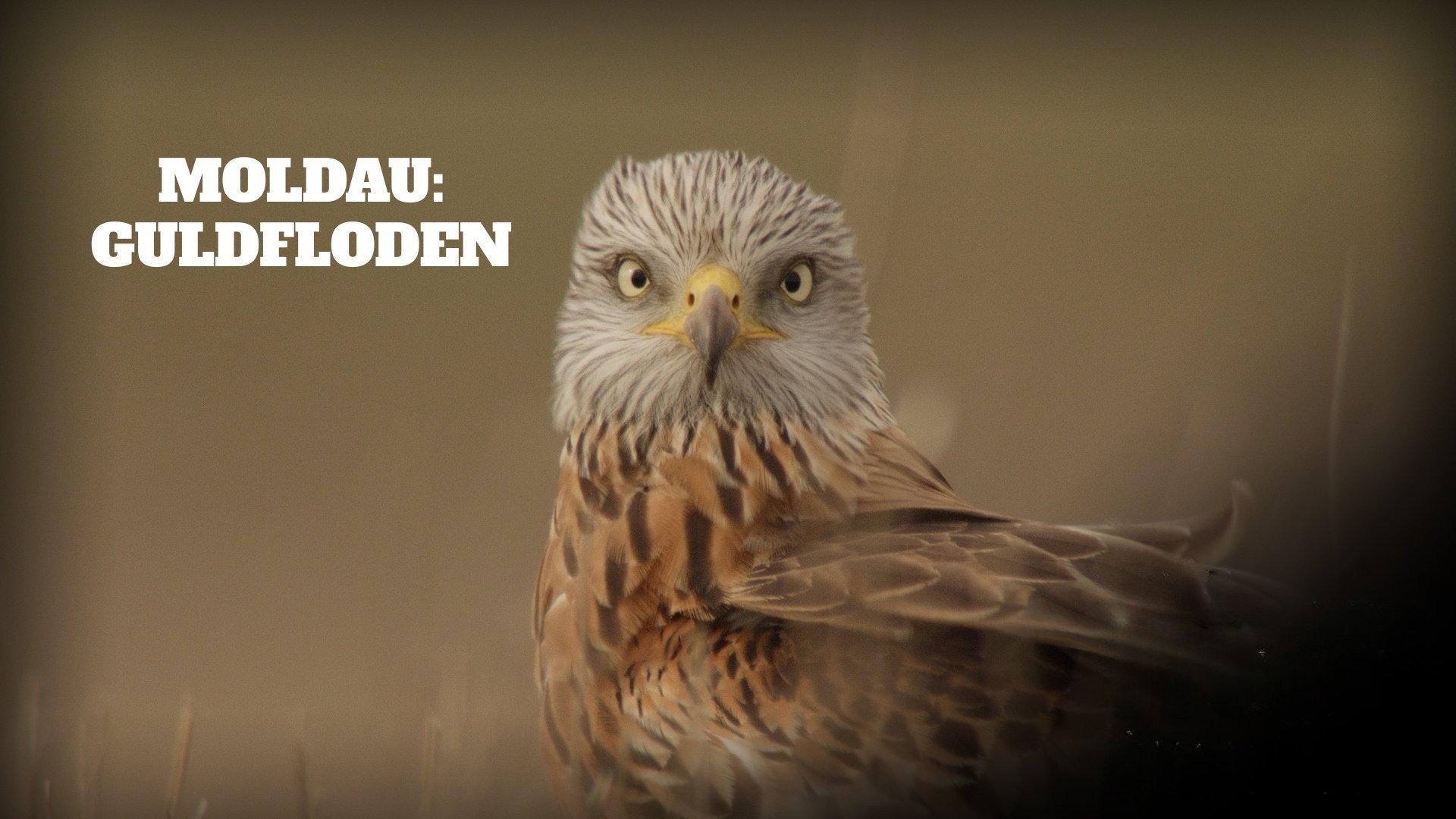 Moldau: Guldfloden