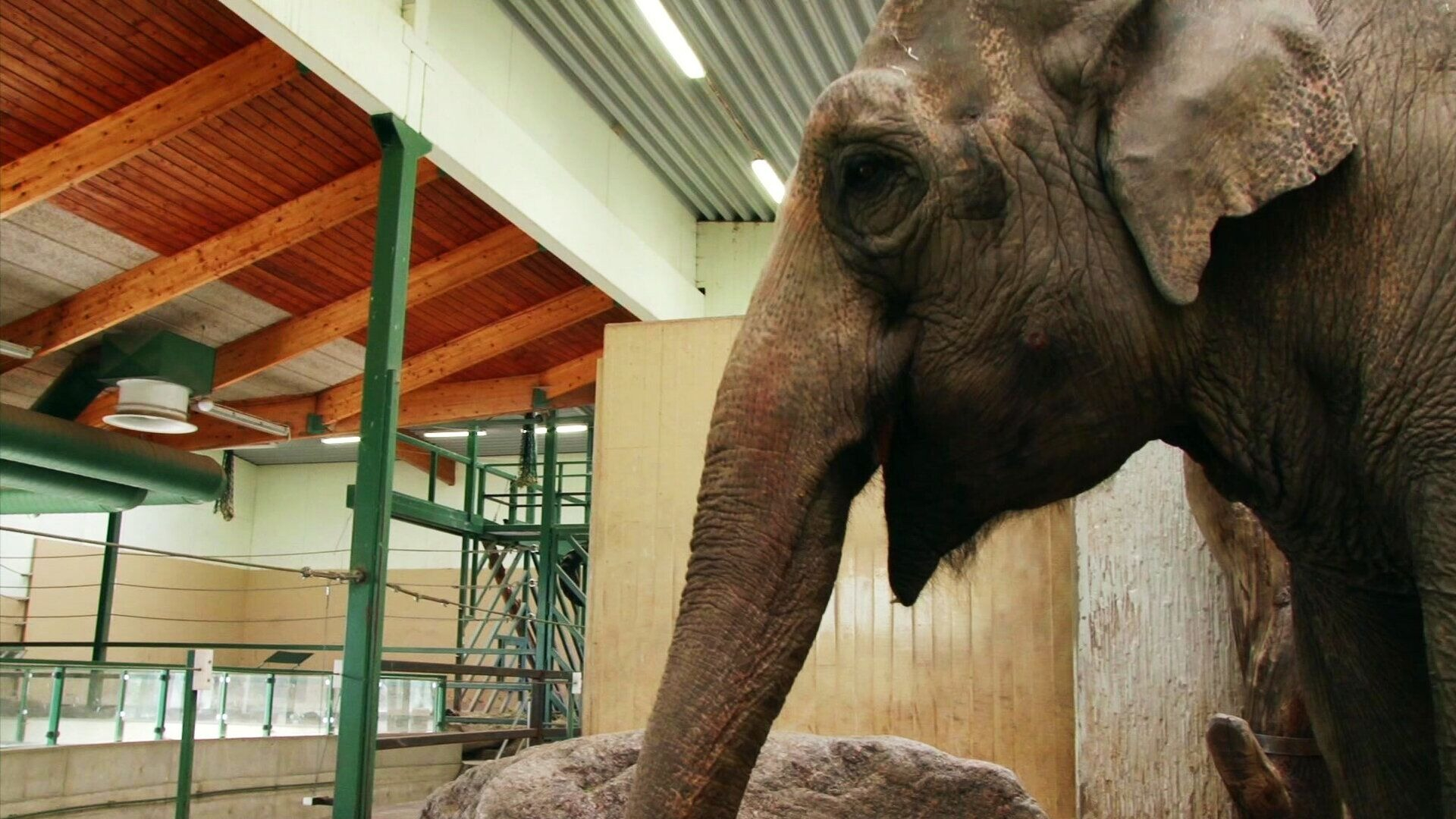 29. Elefant nyser
