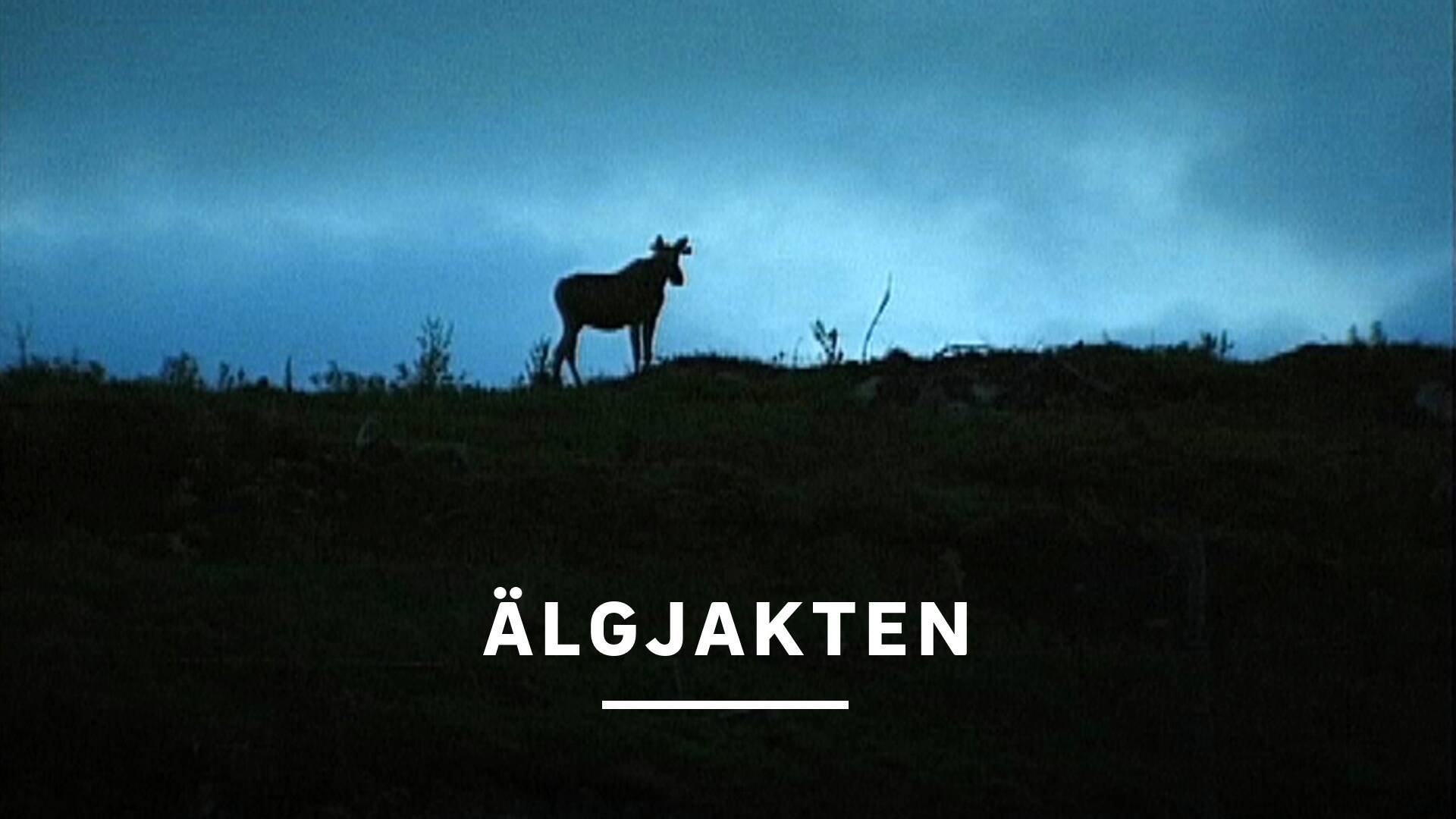 Älgjakten