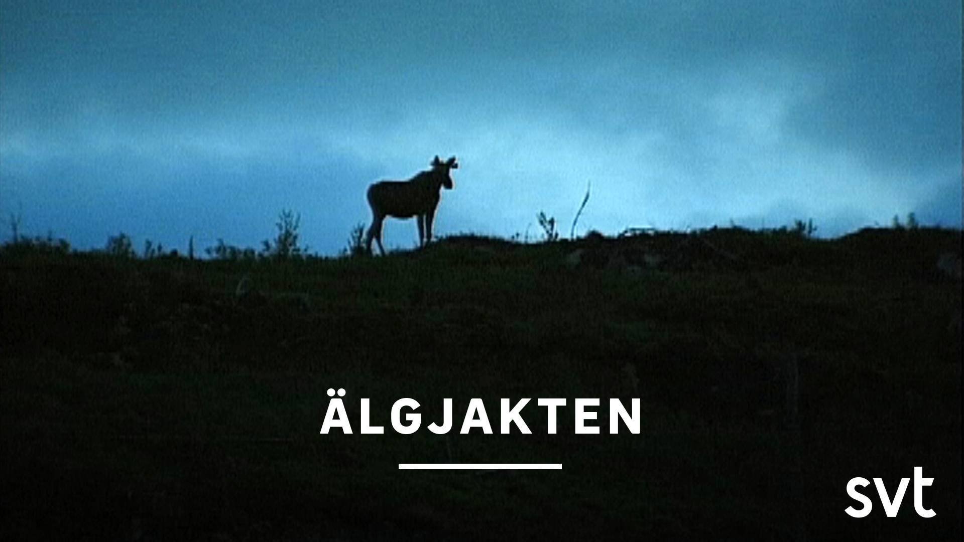Älgjakten