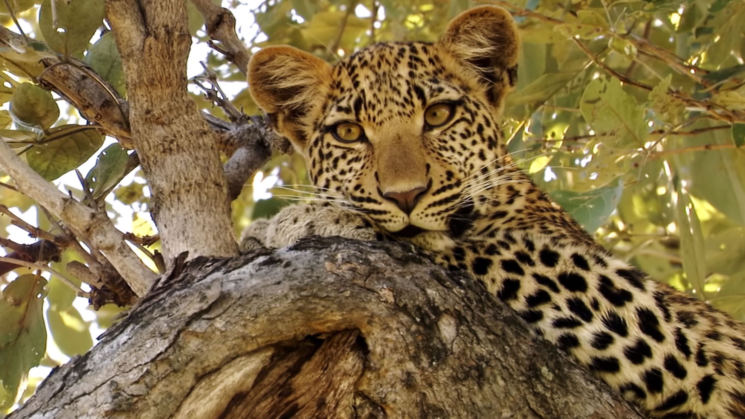 I leopardens öga (avslöjat)