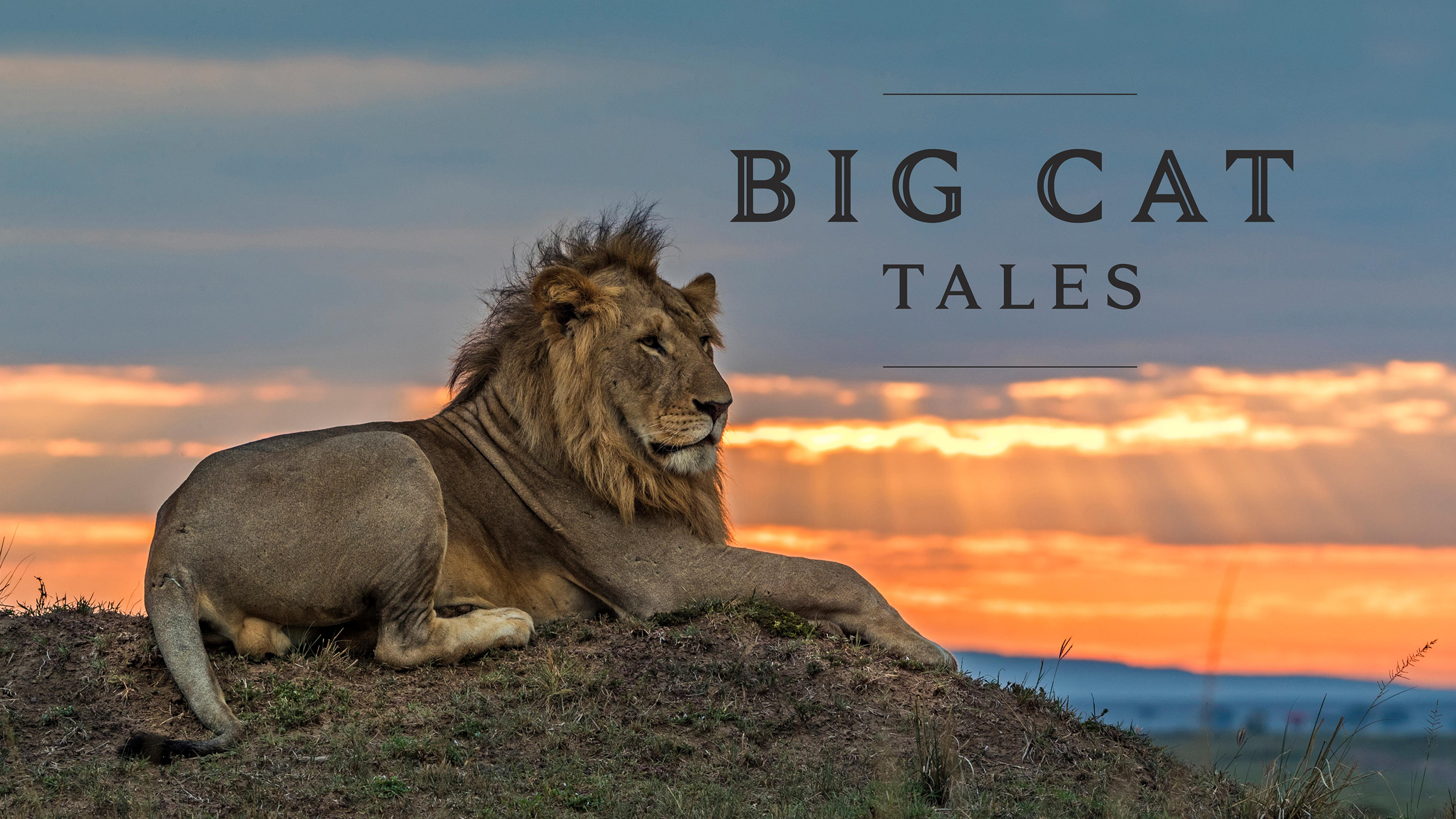 Big Cat Tales