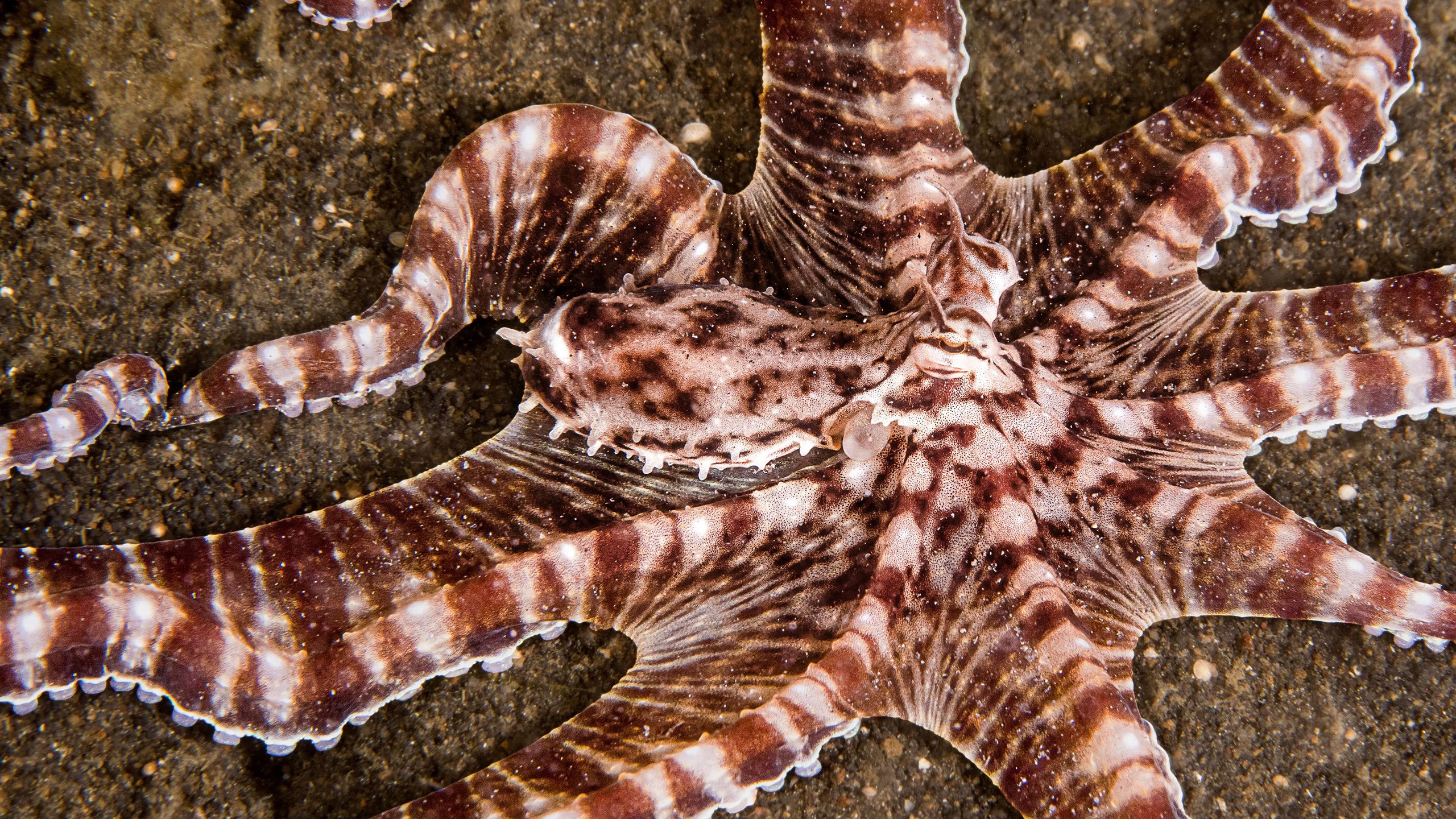 Secrets of the Octopus