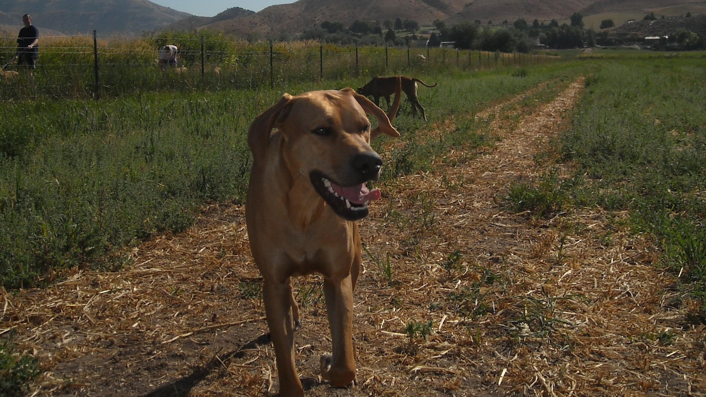 1. Best Dog Breeds For Active Lifestyles