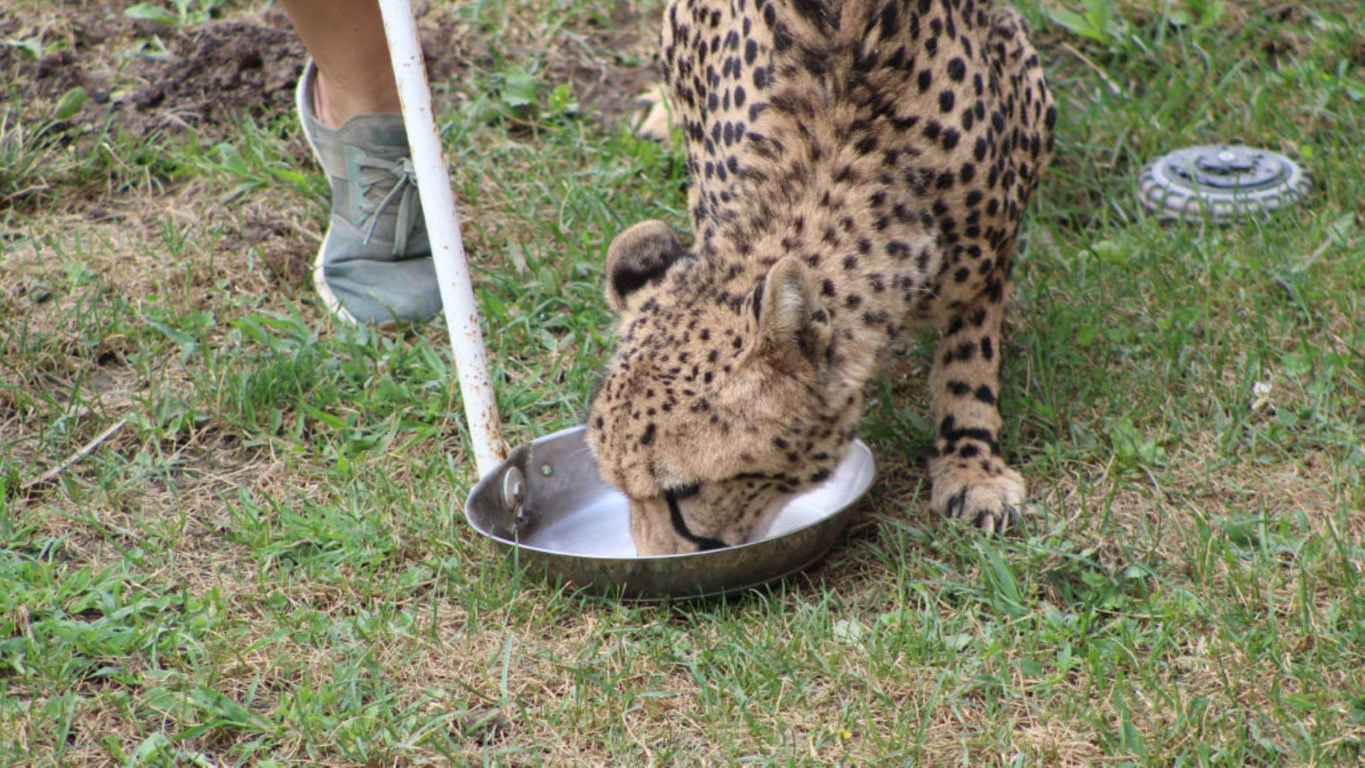 Secrets of The Zoo: World Animal Days