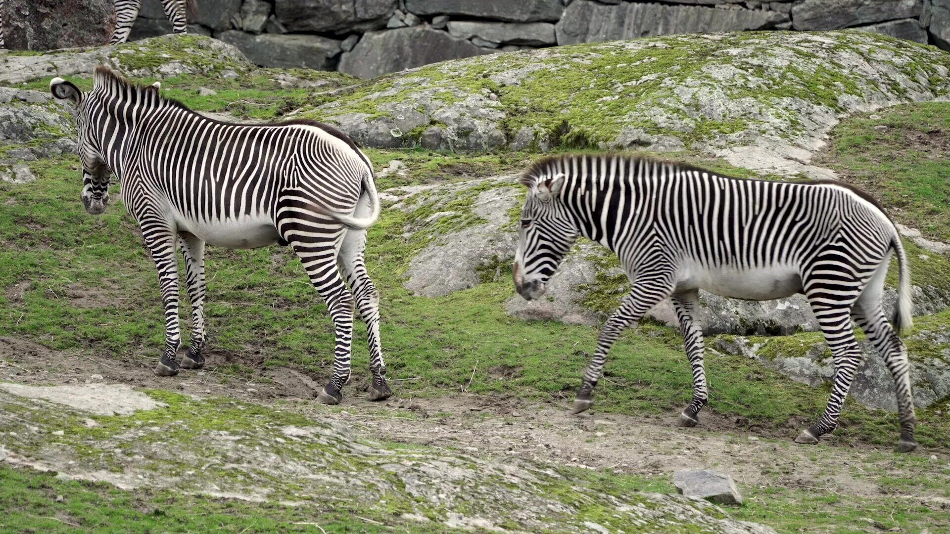 62. Zebror äter och leker