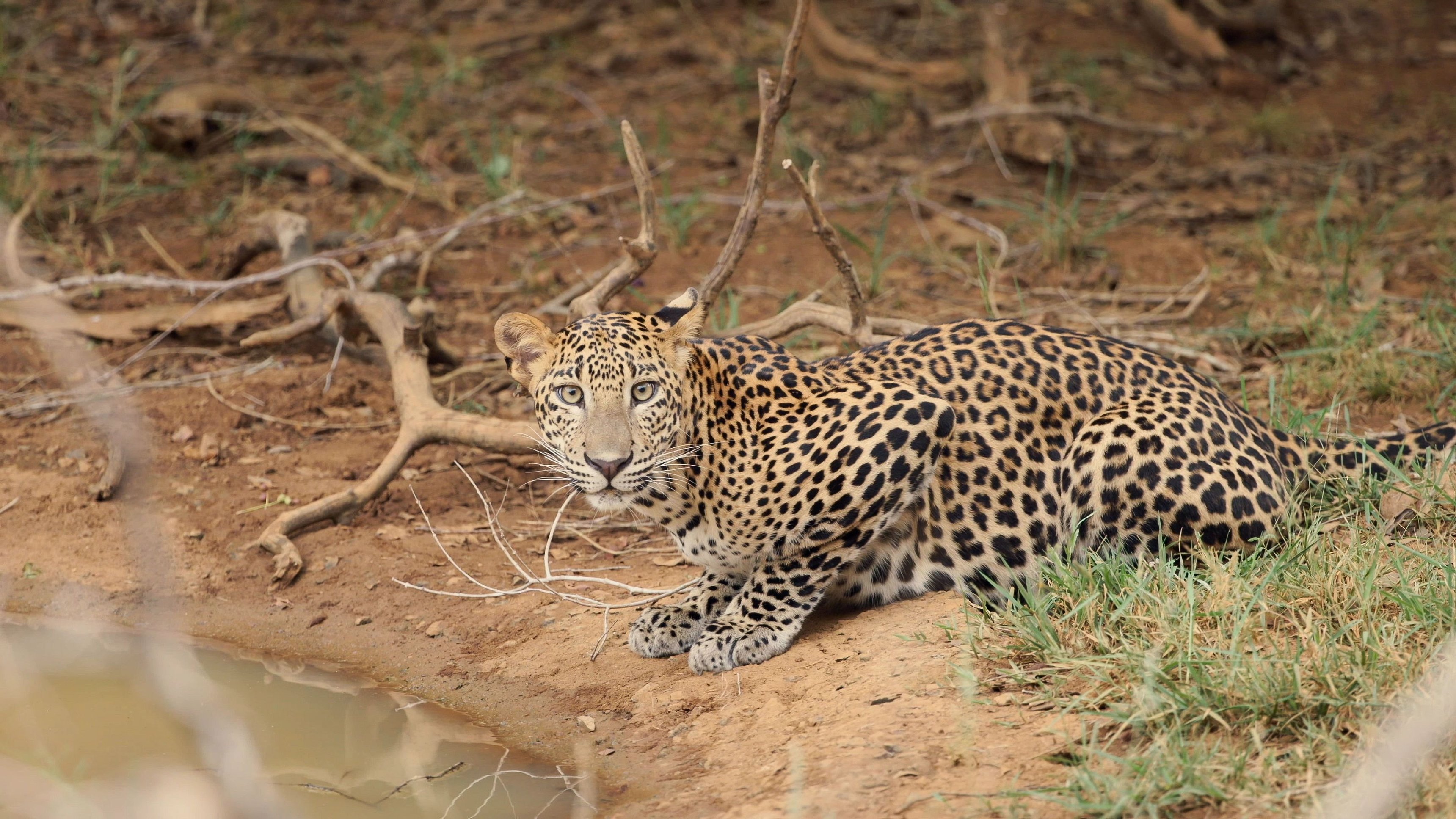 Sri Lanka: Leopard Dynasty